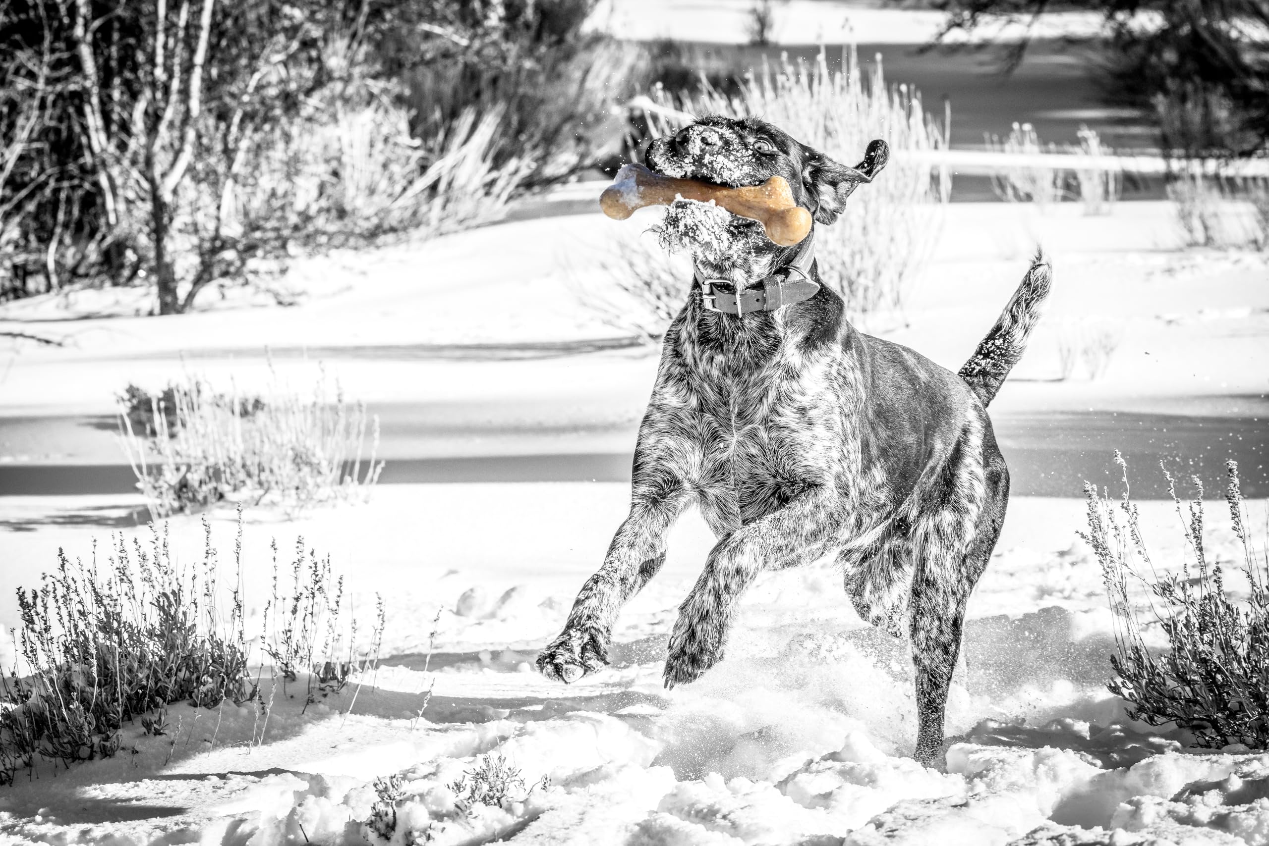 Pet Qwerks Dinosaur Barkbone - Nylon Dog Bone For Tough Chewers -Real Bacon Flavor