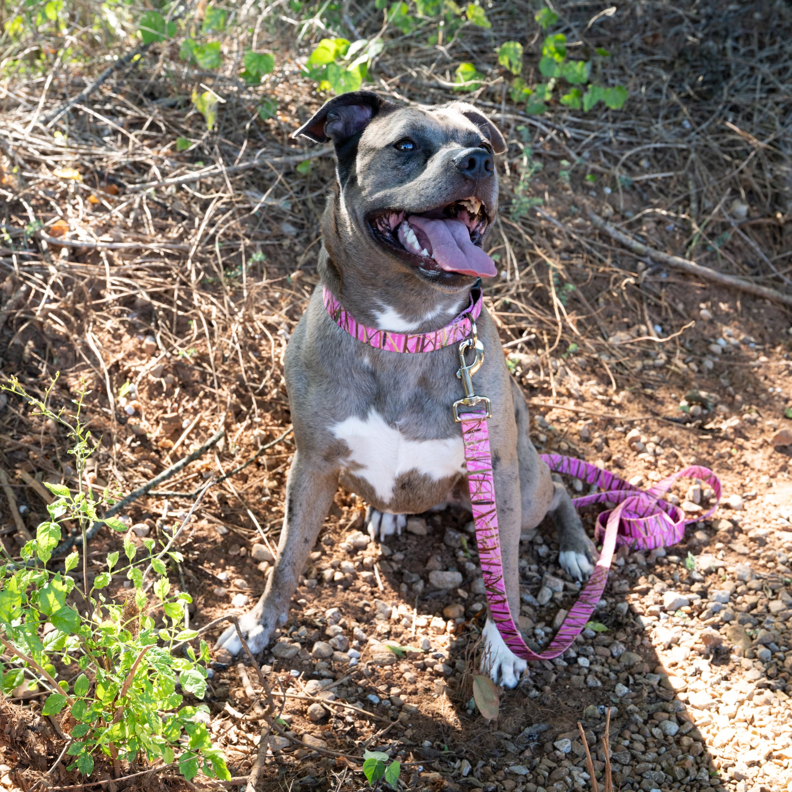 Country Brook Petz - Deluxe Pink Waterfowl Camo Dog Collar - Made in The U.S.A., Camouflage Collection Featuring Rugged Designs