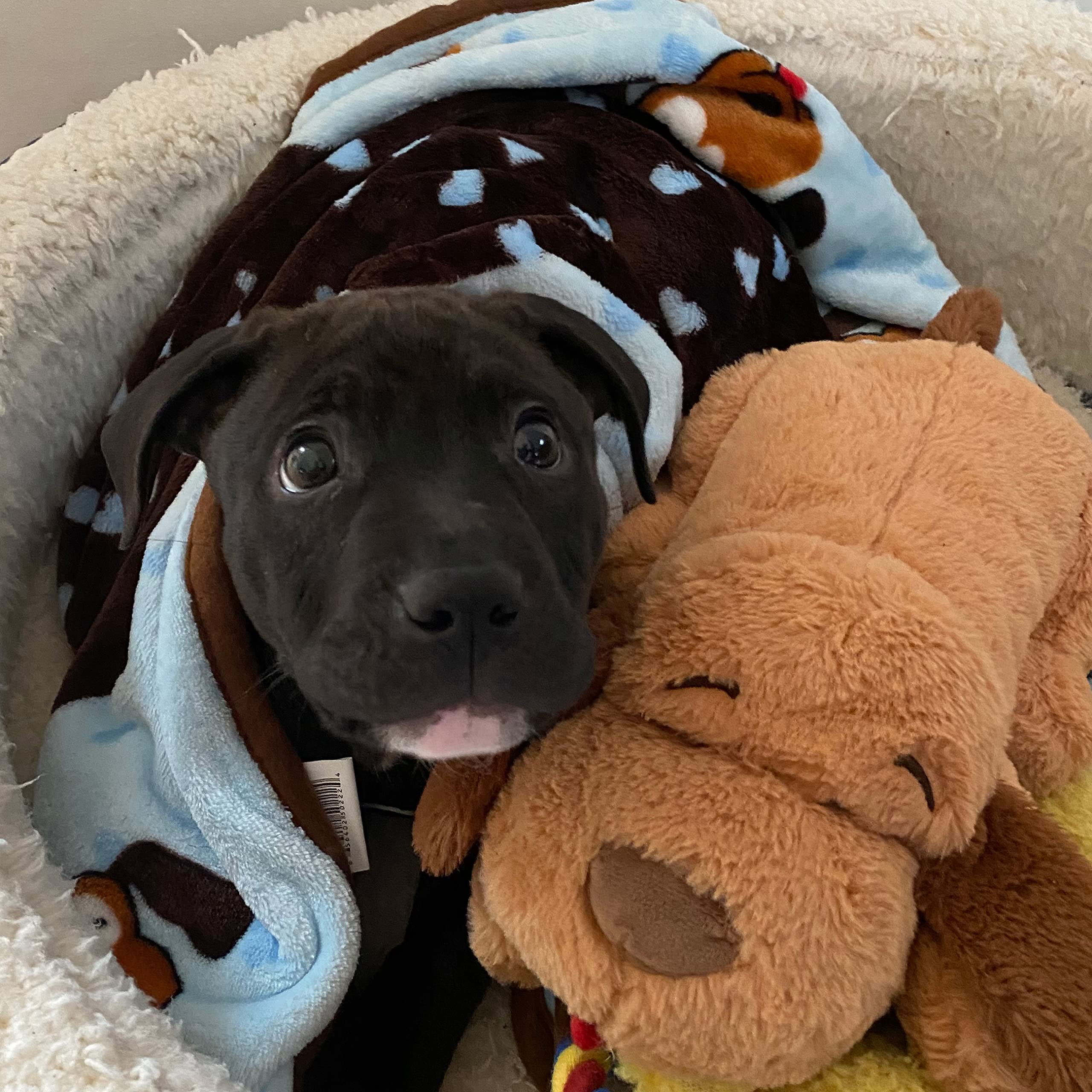 Snuggle Puppy Blanket For Pets - Cozy Dog Blanket For Small Dogs - Machine Washable Dog Blanket In Blue