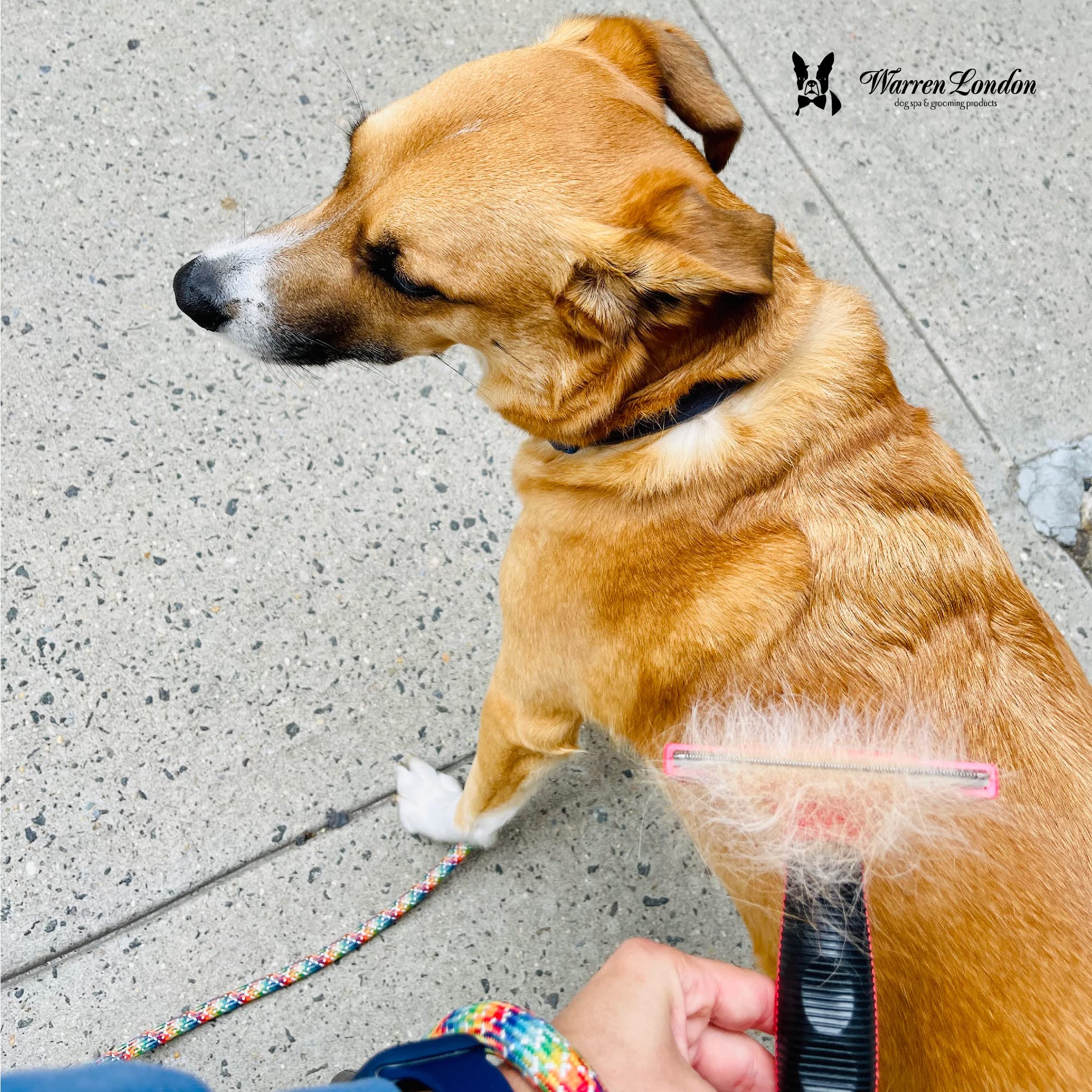 Deshedding Dog Brush By Warren London | Stainless Steel Deshedding Tool | Short Hair - Large