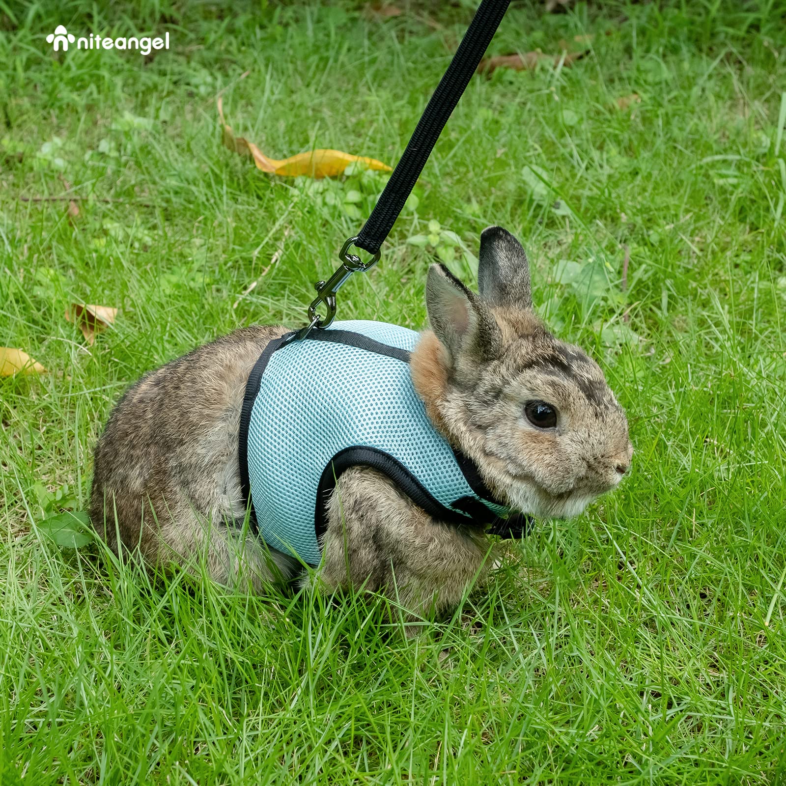 Niteangel Adjustable Soft Harness With Elastic Leash For Rabbits (M, Blue)