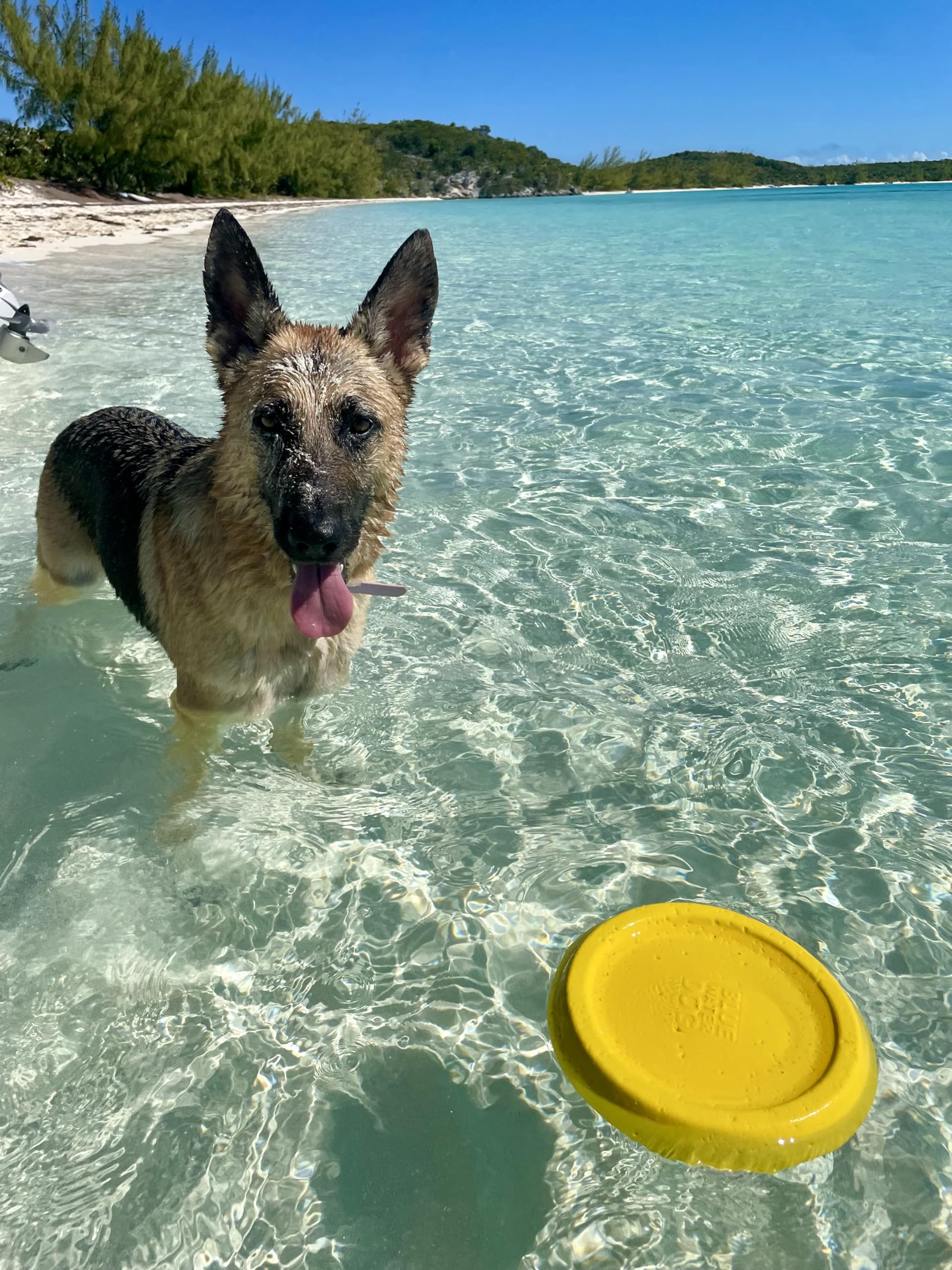 Bluewater Dog Flying Disc Soft Dog Toy, Floats in Water & Safe on Teeth - for Large Dogs