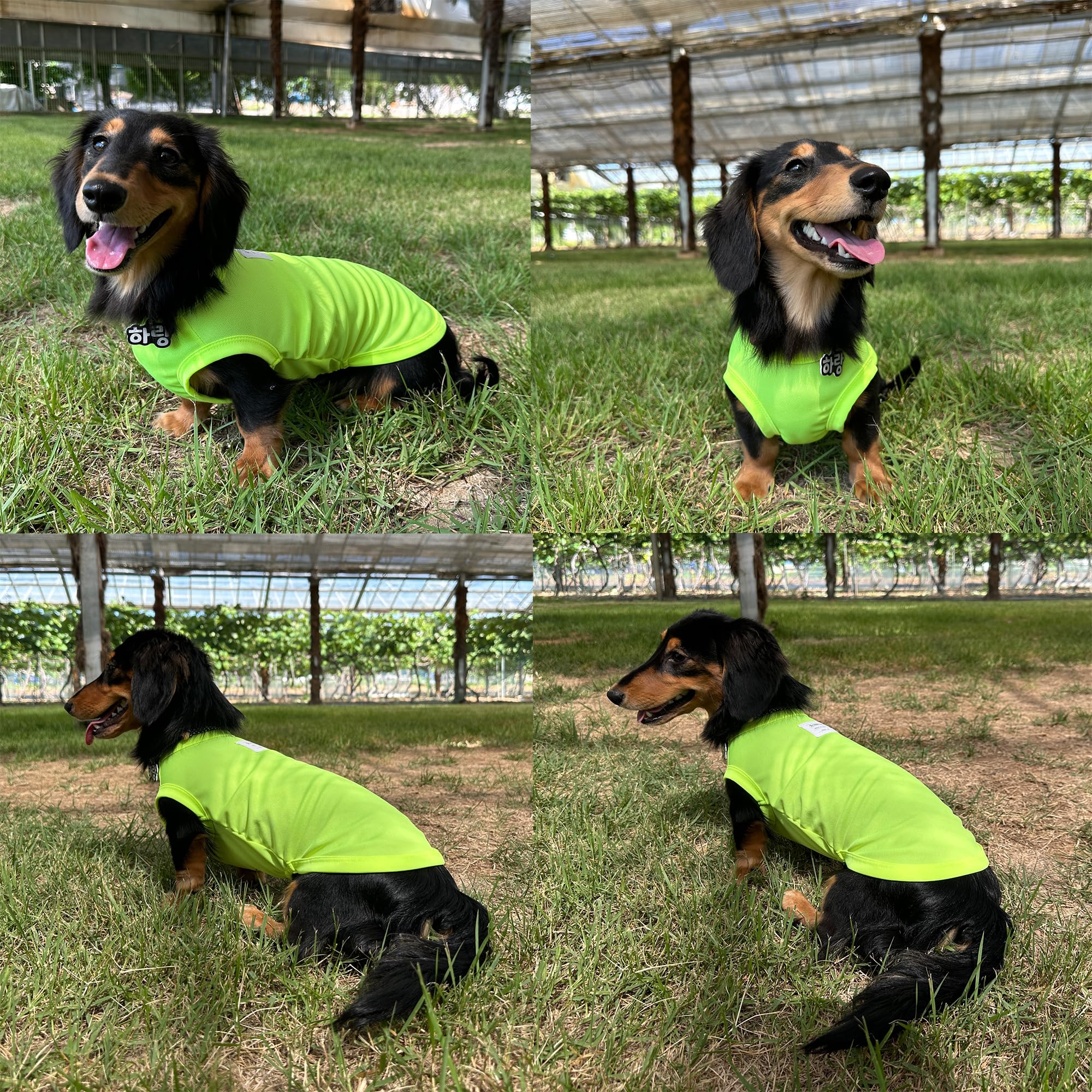 D Doggy Star Dachshund Clothes For Dogs Mini And Adults Neon T Shirts (M,Neon Yellow)