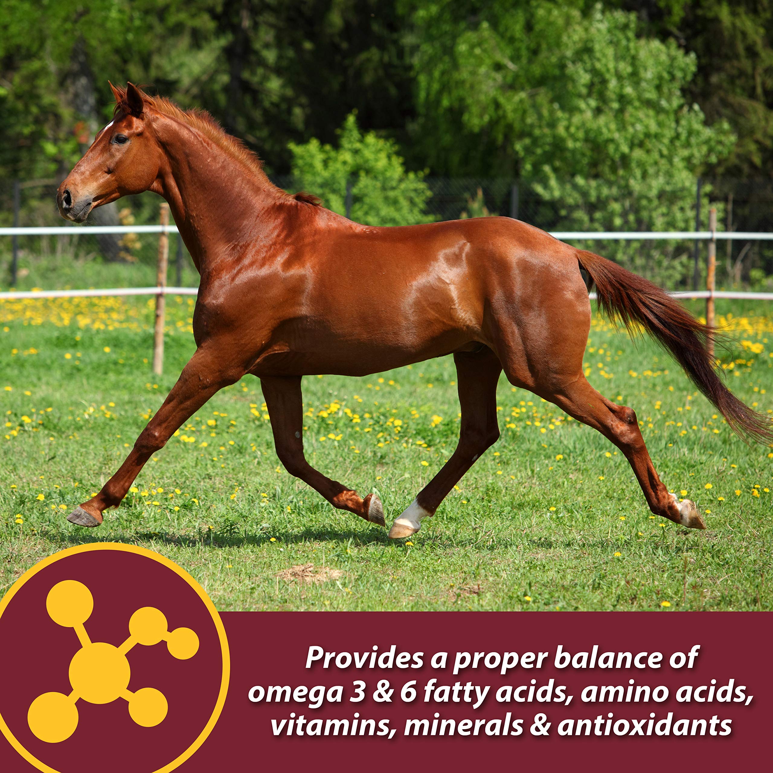 Farnam Laser Sheen Skin & Coat Supplement for Horses, Promotes Healthy Skin & Radiant Coat from The Inside Out, 3.75 Pounds 30 D