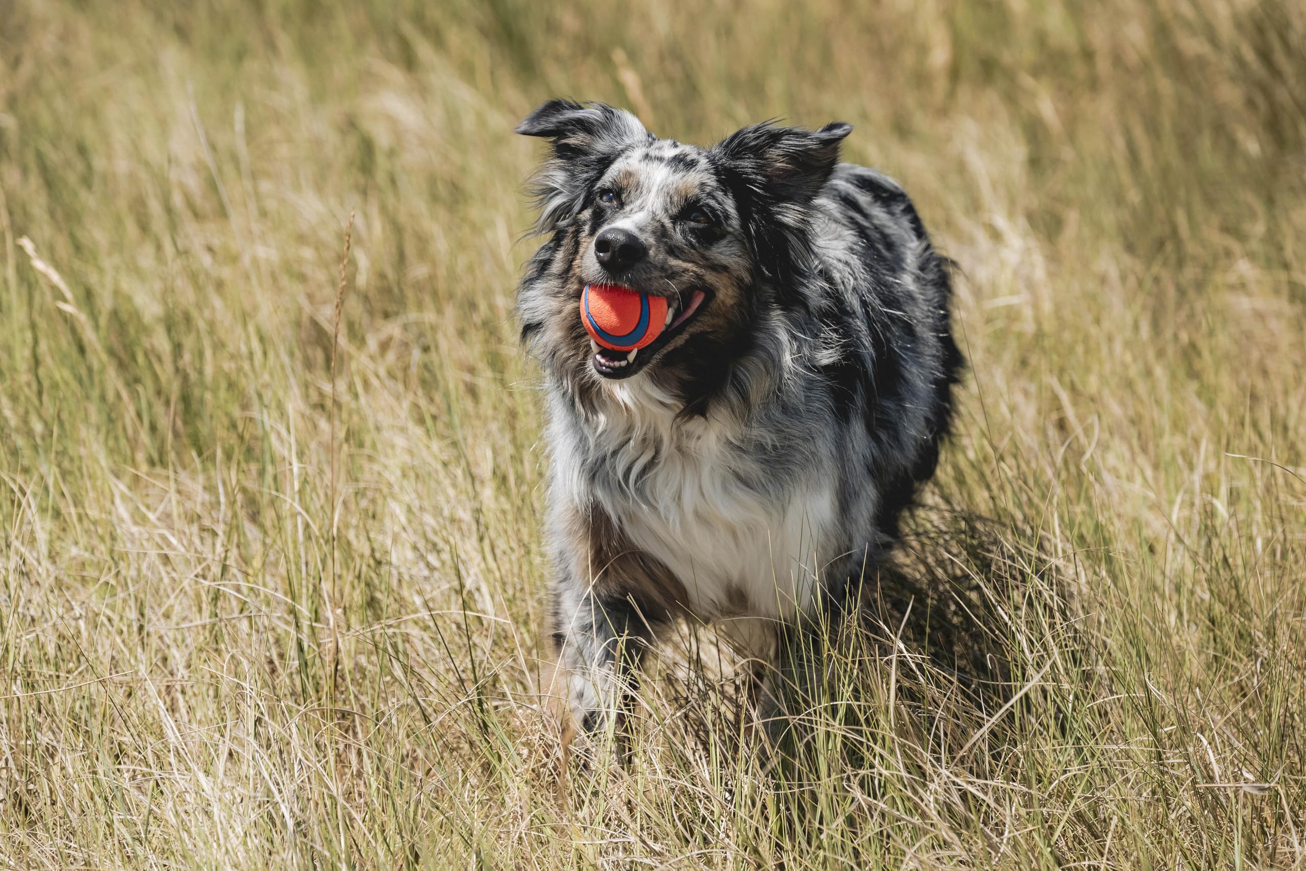 Chuckit! Ultra Ball Dog Toy, Medium (2.5 Inch Diameter) Pack Of 1, For Breeds 20-60 Lbs