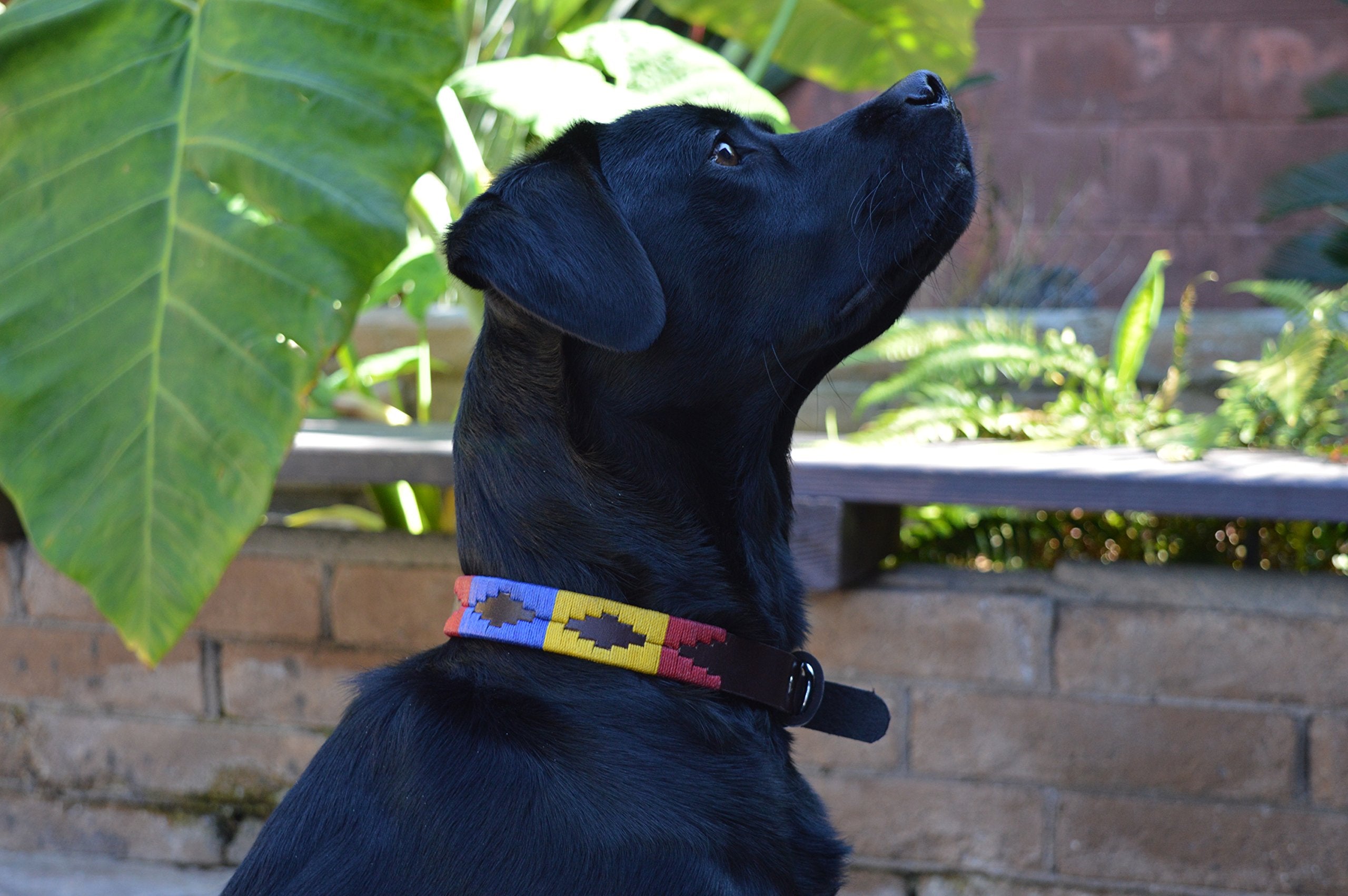 Gaucho Goods Soft Leather Dog Collar - Yosemite (M)