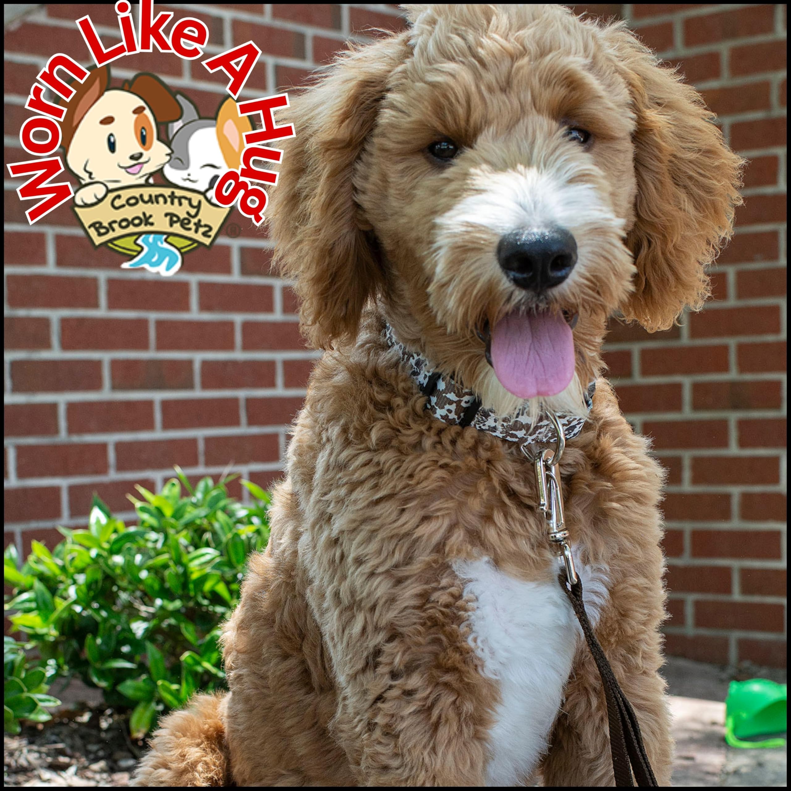 Country Brook Petz - Deluxe Cow Print Dog Collar - Made In The U.S.A. - Country And Western Collection Featuring Rustic Designs