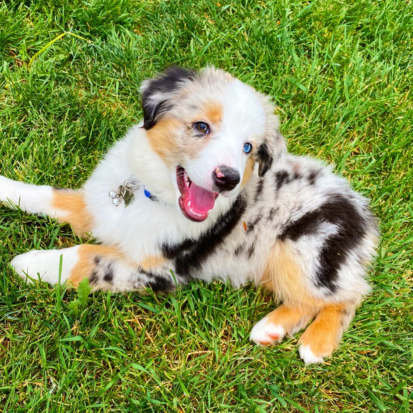 IVIA PET 4 Sets Cat Bell for Dog Collar Charm Training Pet Pendant Accessories with 2 Pack Stainless Steel Dog Tag Clips(2 Small