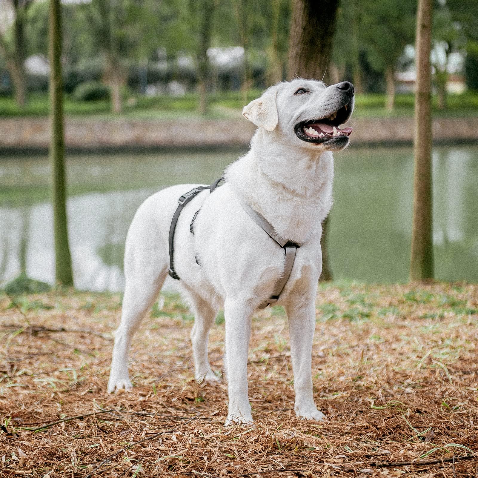 Pupteck Escape Proof Dog Harness - No Pull Soft Padded Full Body Pet Halter Harness With Lift Handle For Small Medium Large Doggies Walking Hiking Hunting, Snowwhite & Black, Xl