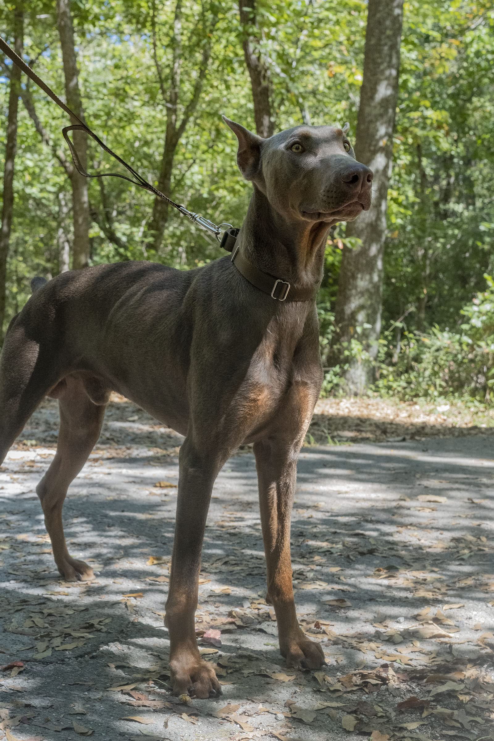 Country Brook Petz - Brown Martingale Heavy Duty Nylon Dog Collar - 21 Vibrant Color Options (1 Inch Width, Large)
