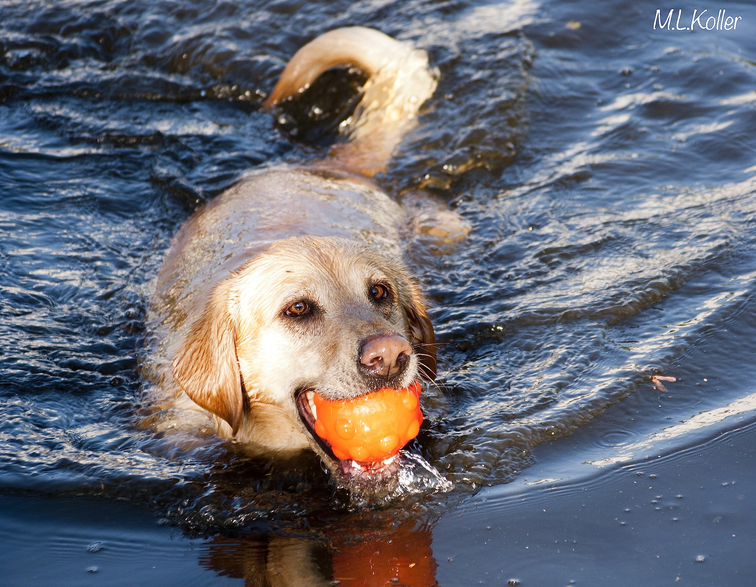Jolly Pets Jumper, 4', Orange, Large, Model Number: Jtjj04Or