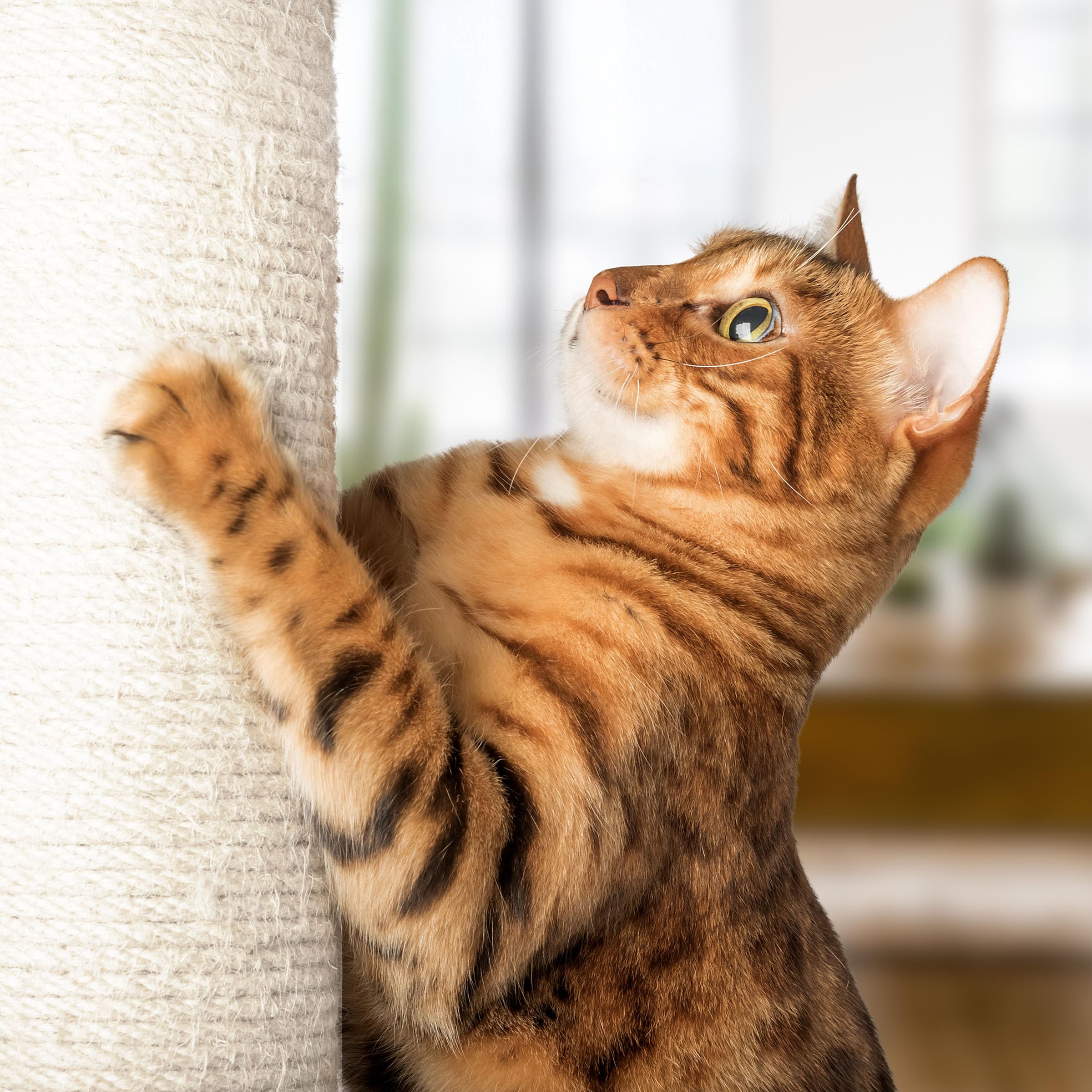 19-Inch Cat Scratching Post With Hammock ? Sisal Fabric And Carpet Small Cat Tree, Hanging Ball Toy For Adult Cats And Kittens B