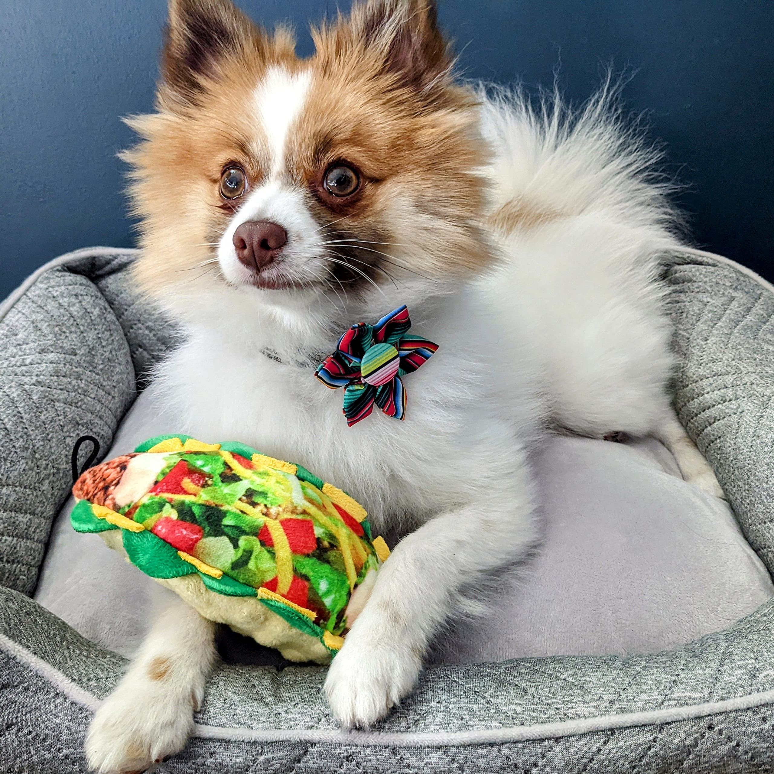Huxley & Kent for Dogs | Taco Tuesday (Large) | Funny Dog Toy | Dog Toy with Squeaker | Dog Gift | Fun, Durable, and Safe | Sque