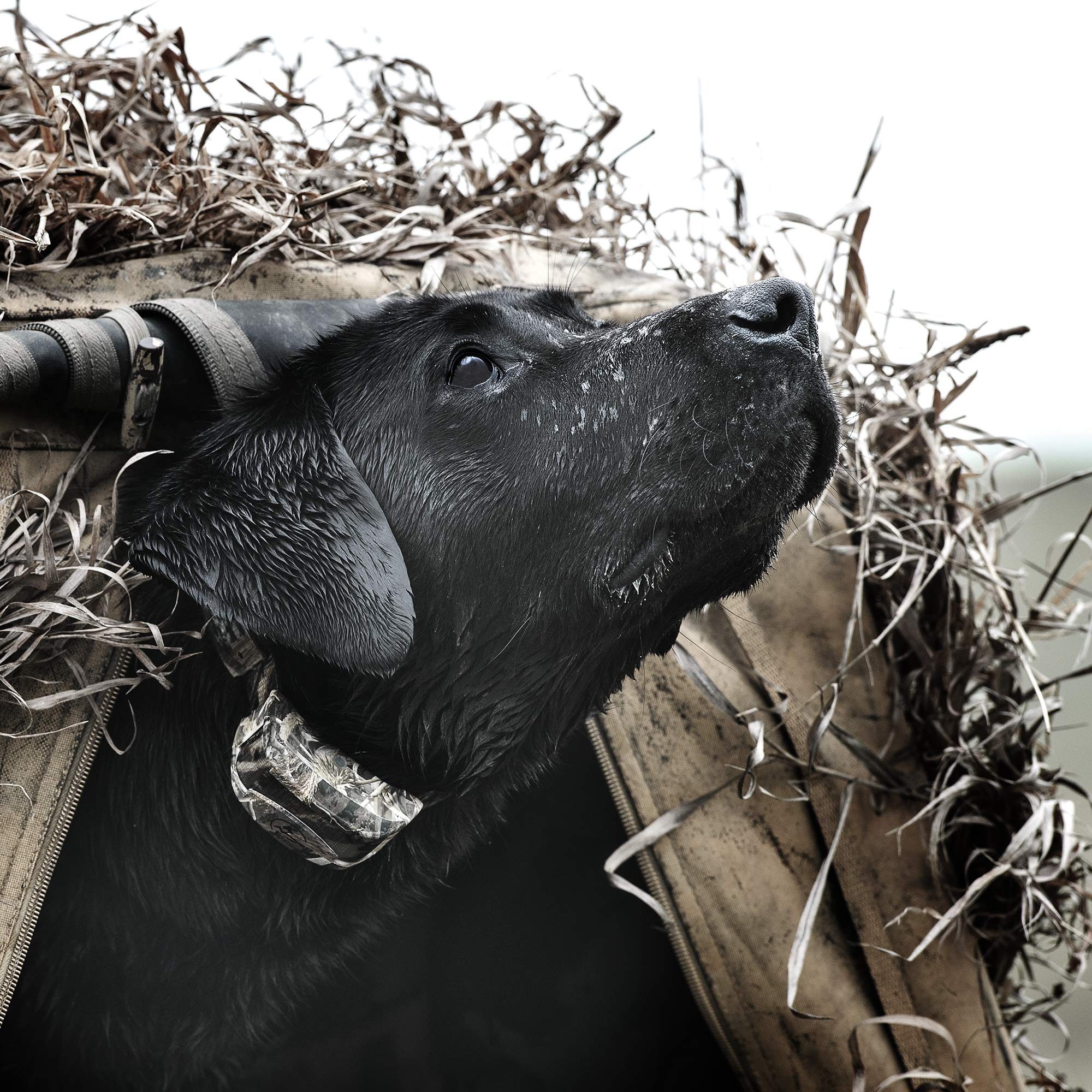 Sportdog Brand Wetlandhunter 425X Add-A-Dog Collar - Additional, Replacement, Or Extra Collar For Your Remote Trainer - Waterpro