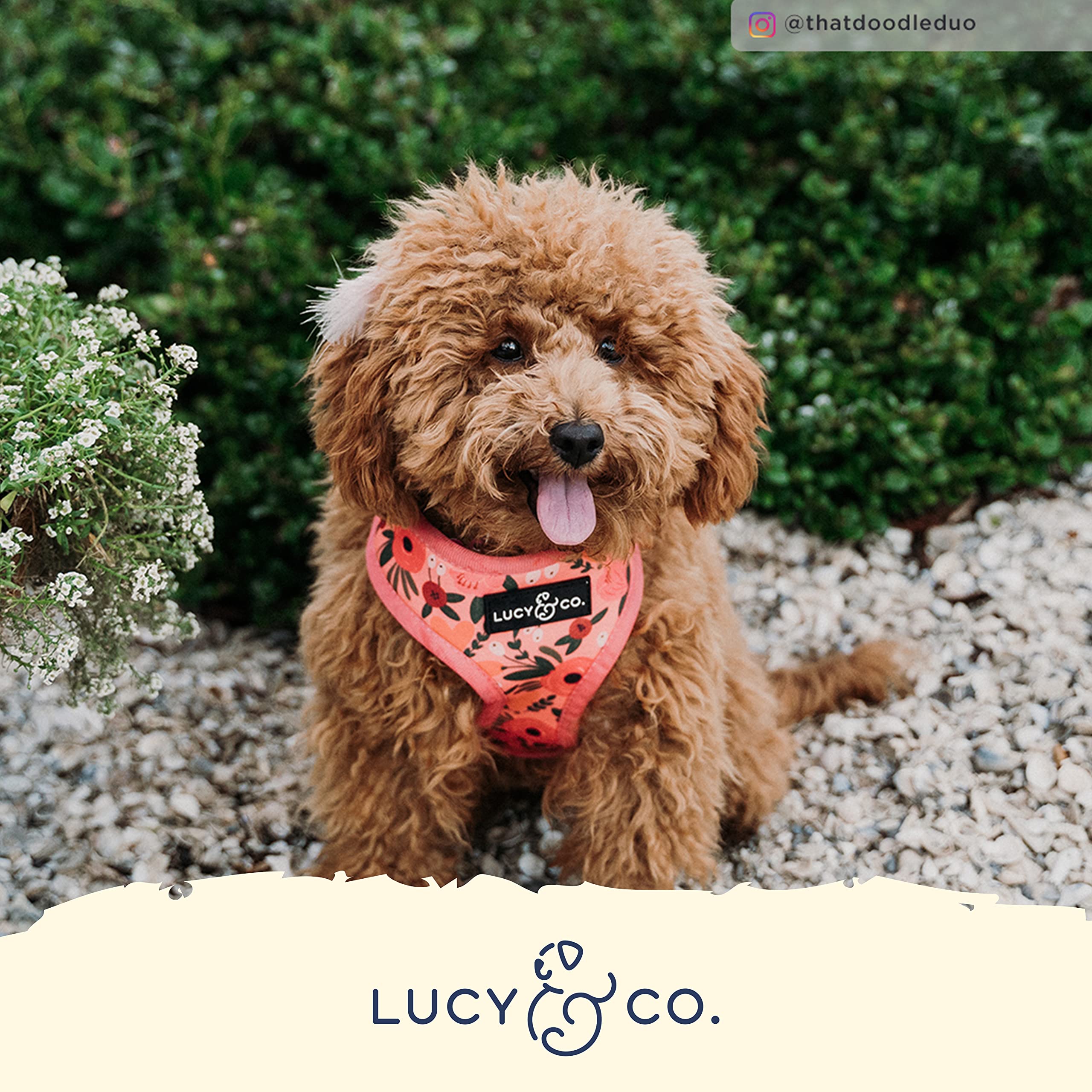 Lucy & Co. Posy Pink, Cute Reversible Dog Harness Walking Halter - Best Designer Pet Harnesses For Medium Dogs - Padded Adjustab