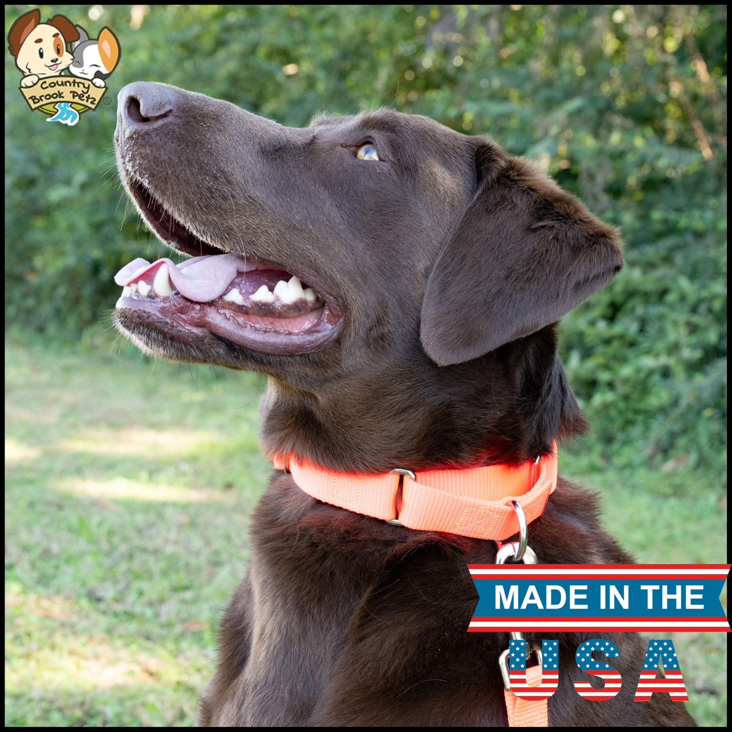 Country Brook Design - Hot Orange Martingale Heavy Duty Nylon Dog Collar - 21 Vibrant Color Options (1 Inch Width, Medium)