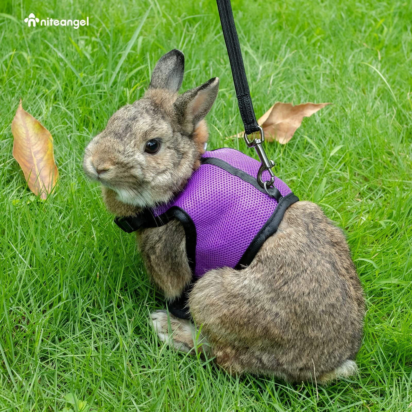 Niteangel Adjustable Soft Harness With Elastic Leash For Rabbits (M, Purple)
