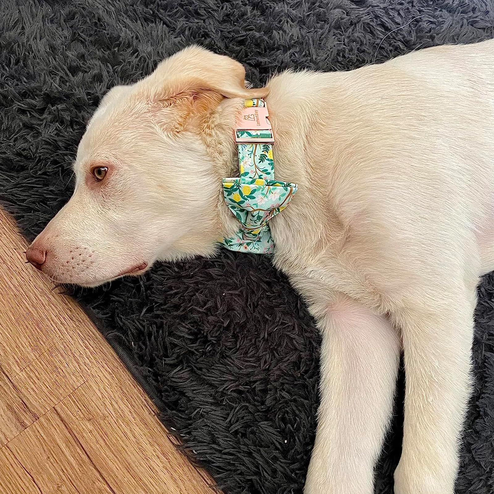 Lionheart Glory Premium Floral Dog Collars, Bowtie Dog Collar, Adjustable Heavy Duty Girl Dog Collar With Bow For Medium Dogs