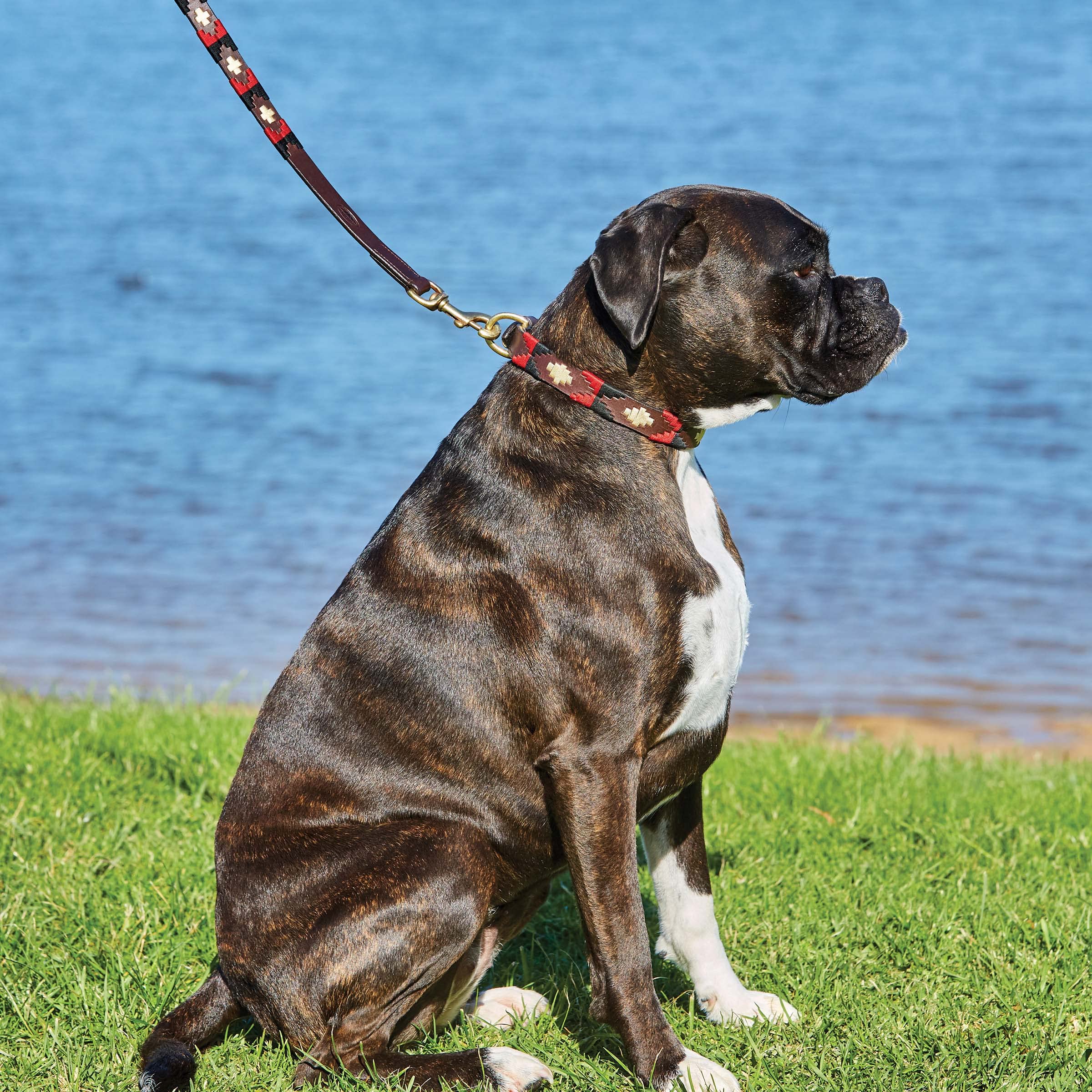 Weatherbeeta Polo Leather Dog Collar, Beaufort Brown/Pink/Blue, Xxlarge