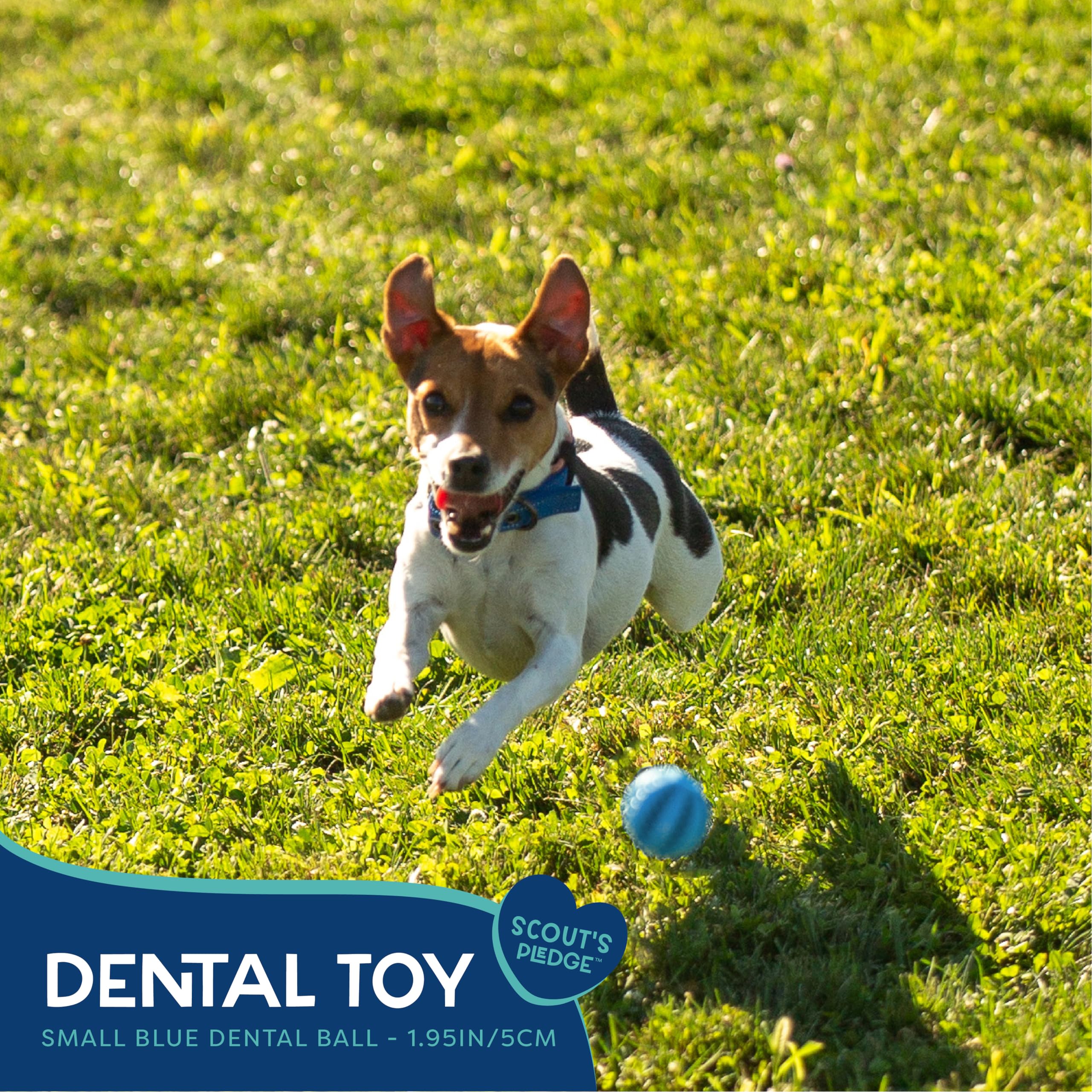 Good Scout Small Rubber Dental Ball Dog Toy for Chewing, Best Dog Toy for Fetch, Chew Toy for Puppies & Adult Dogs, Dog Toy for