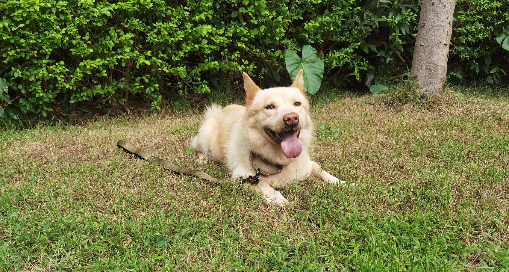 Cyclpet Premium Nylon Short Dog Leash With Soft Padded Handle And Sturdy Clip-24 Inches Lead For Large And Medium Breed Dogs Wal