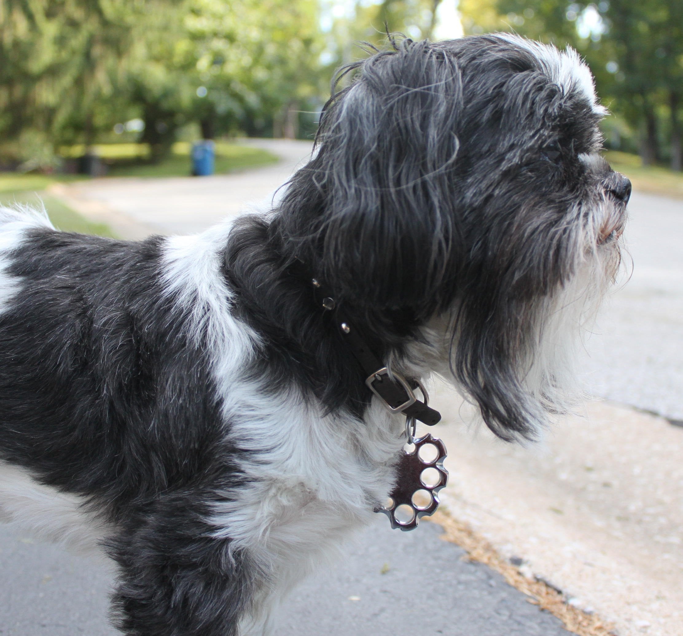 Puppyknucks Brass Knuckles Pet Id Tag Engraveable (Chrome, Please Engrave)