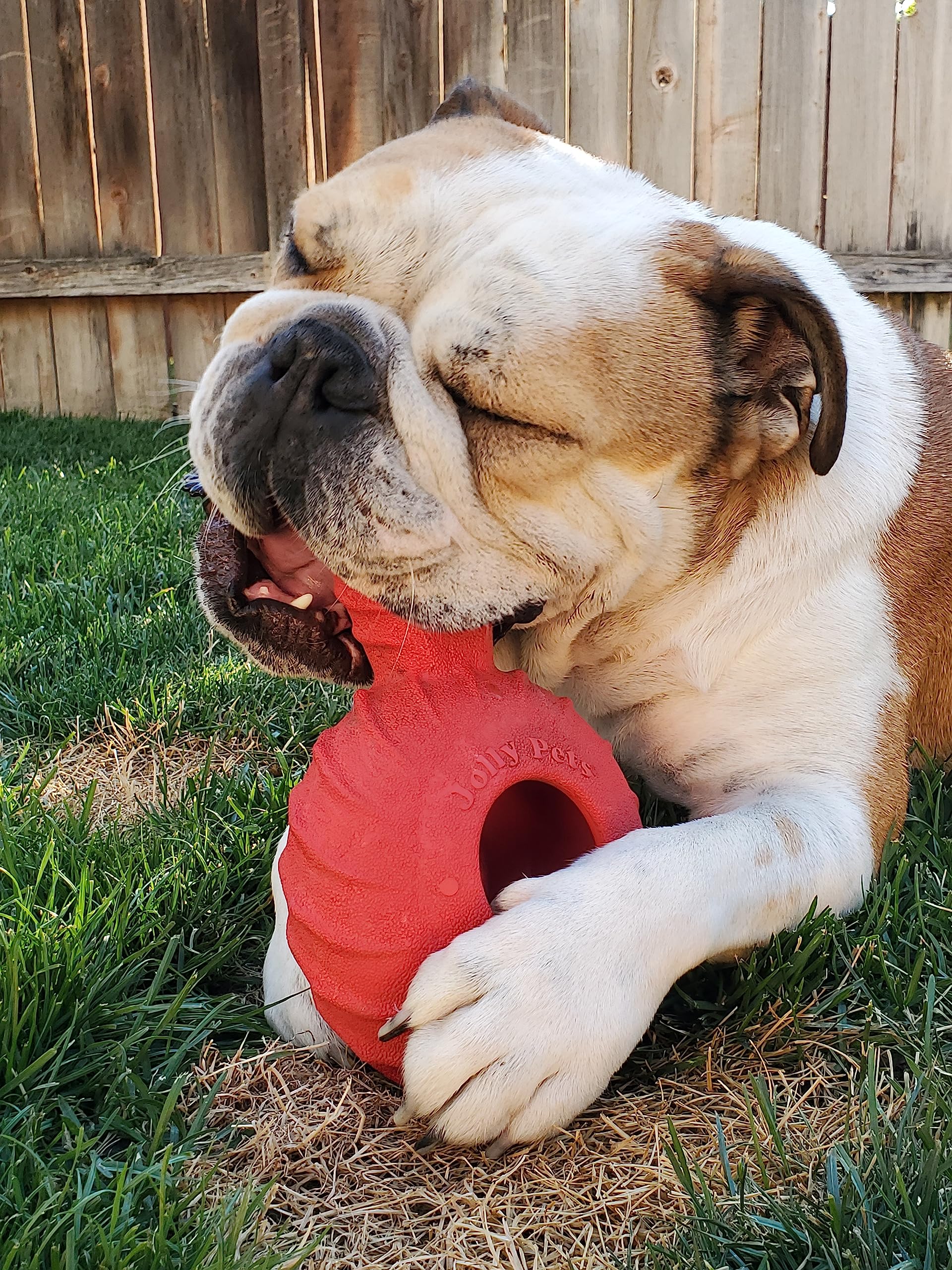 Jolly Pets Tuff Treader Dog Toy with Handle, 6 Inches, Red, Model:JTR23, All Breed Sizes