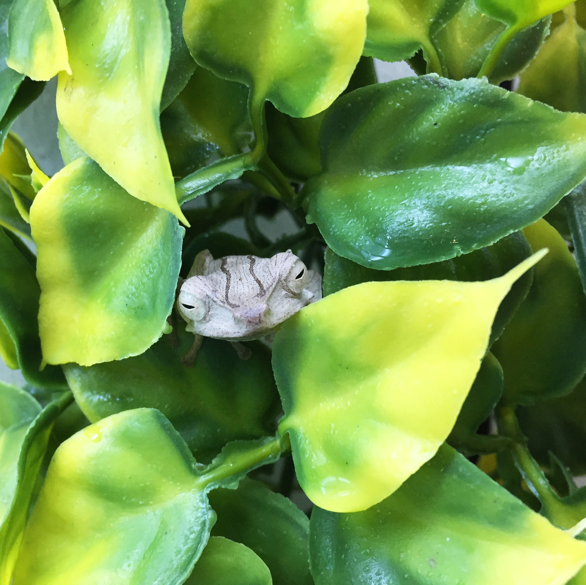 Exo Terra Plastic Terrarium Plant, Large, Mandarin