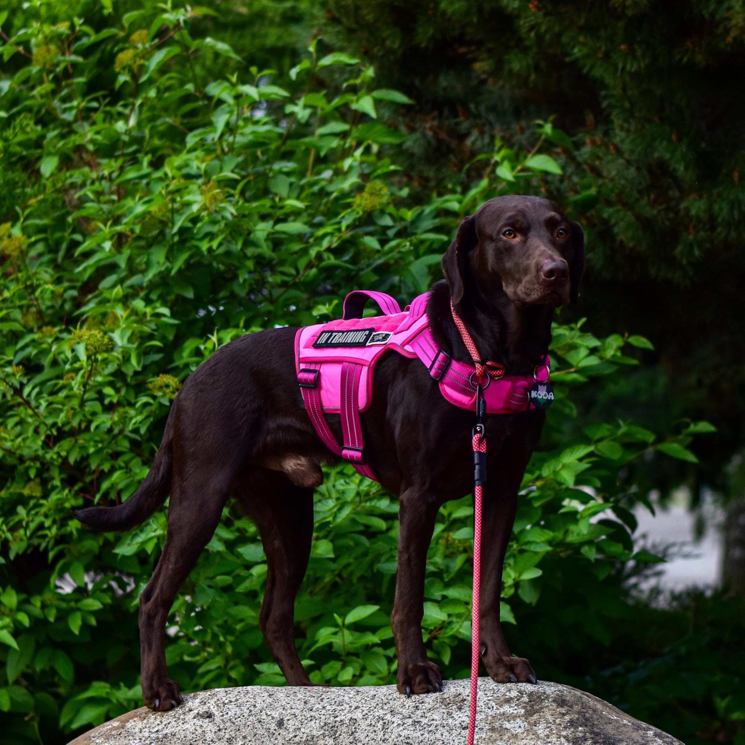 Tactical Dog Harness Medium Sized, Heavy Duty No Pull Dog Harness with Handle, Easy On and Off Service Dog Vest with Molle Syste