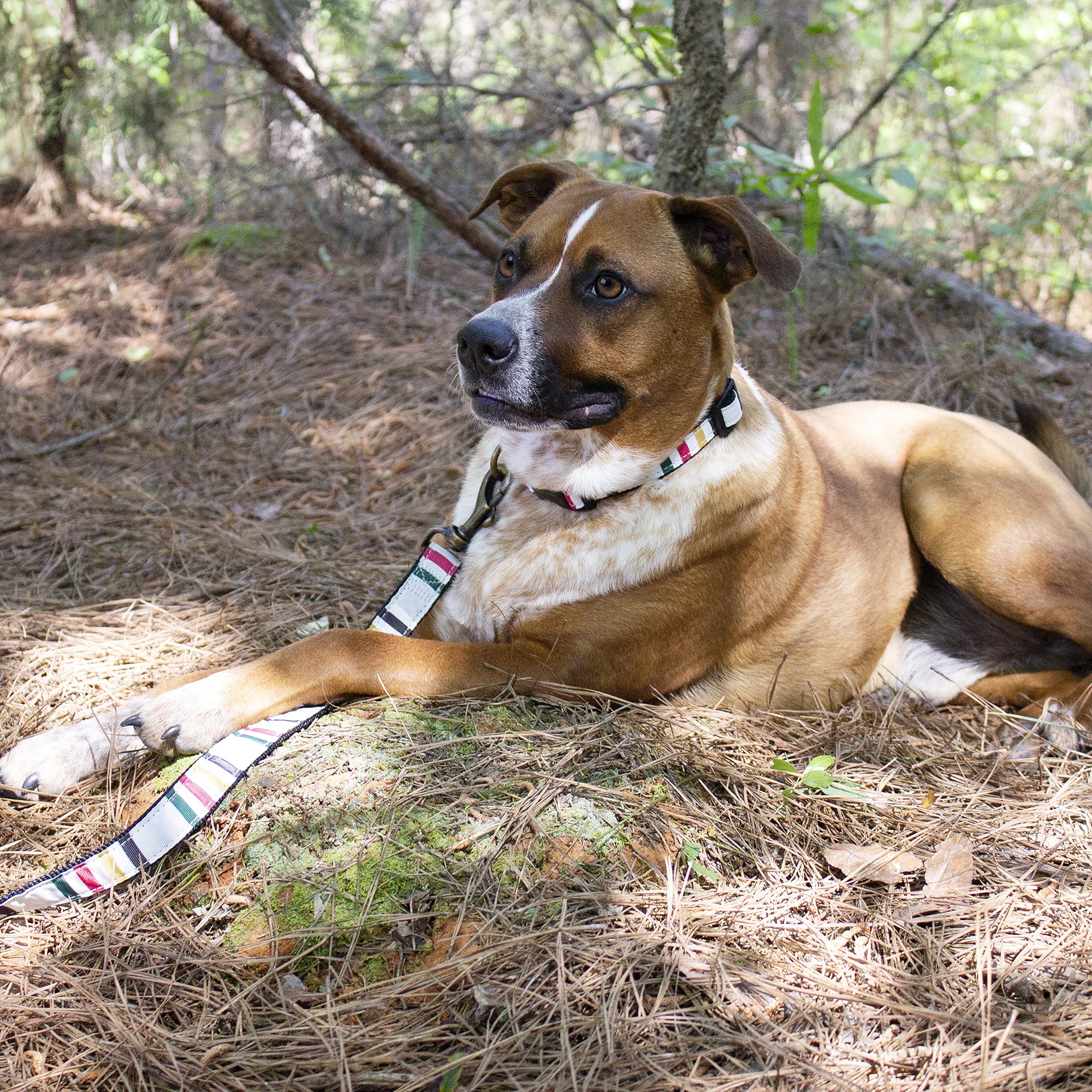 Pendleton Pet Hiker Collar - Glacier Large