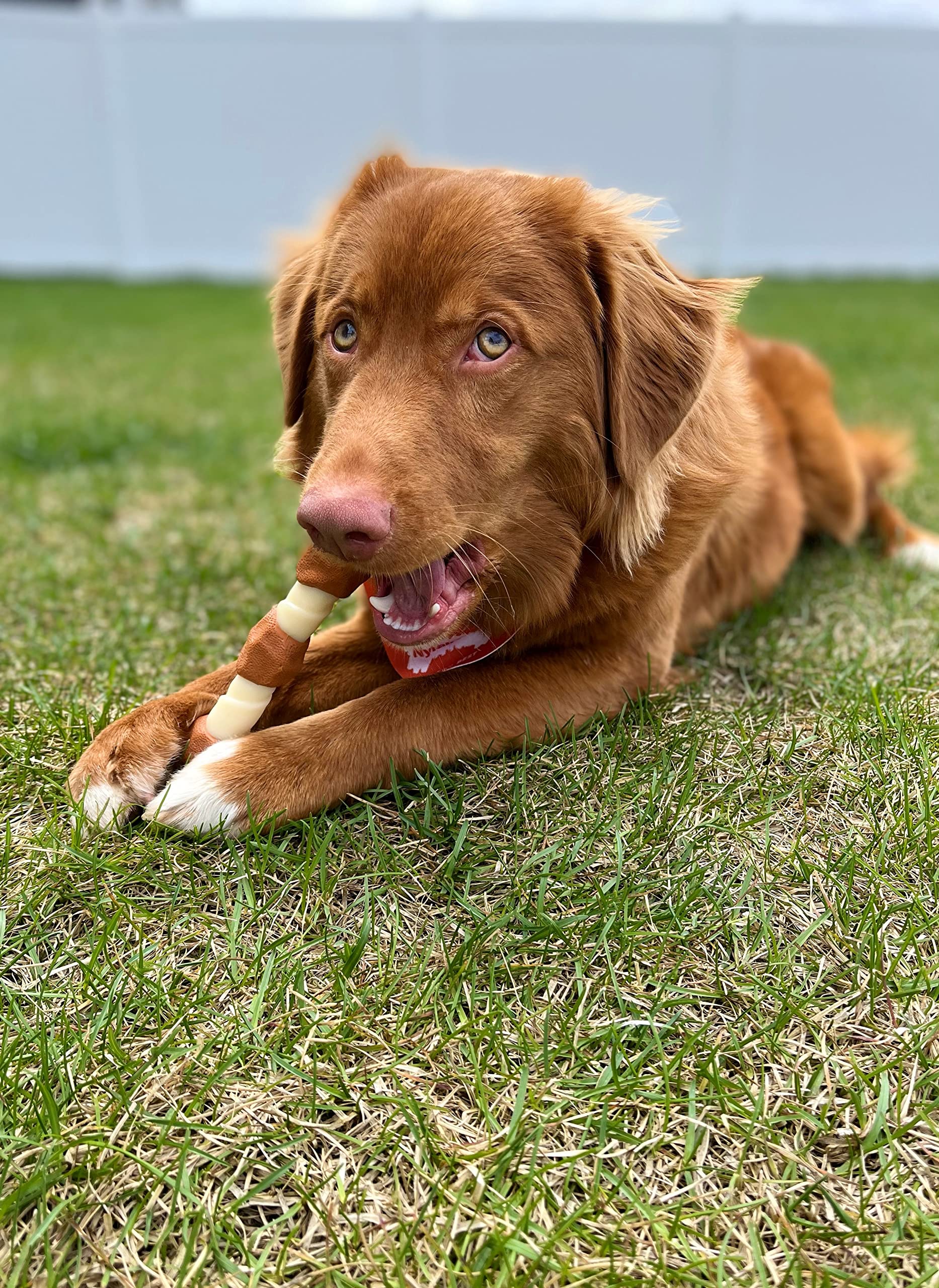 Nylabone Power Chew Shish Kabob Rawhide Alternative Nylon Chew Toy For Dogs, Dog Toys For Aggressive Chewers, Chicken, X-Large/Souper (1 Count)