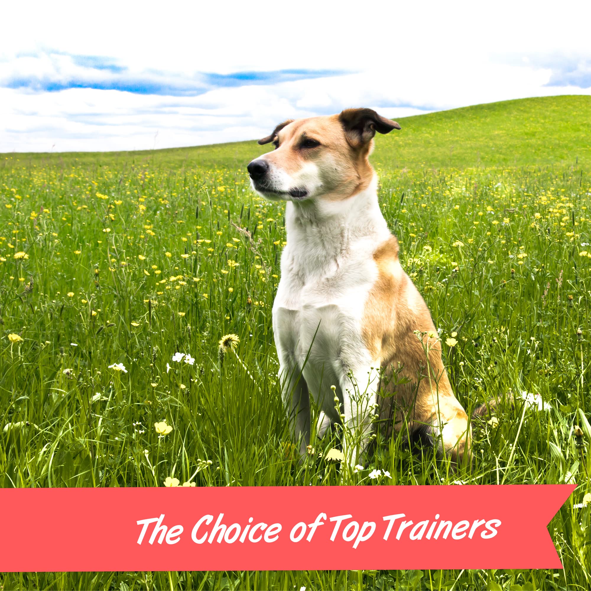 Pet Botanics Training Rewards Treats for Dogs, Made with Real Pork Liver, Focuses, Motivates, Rewards, Speeds Up Learning Curve,