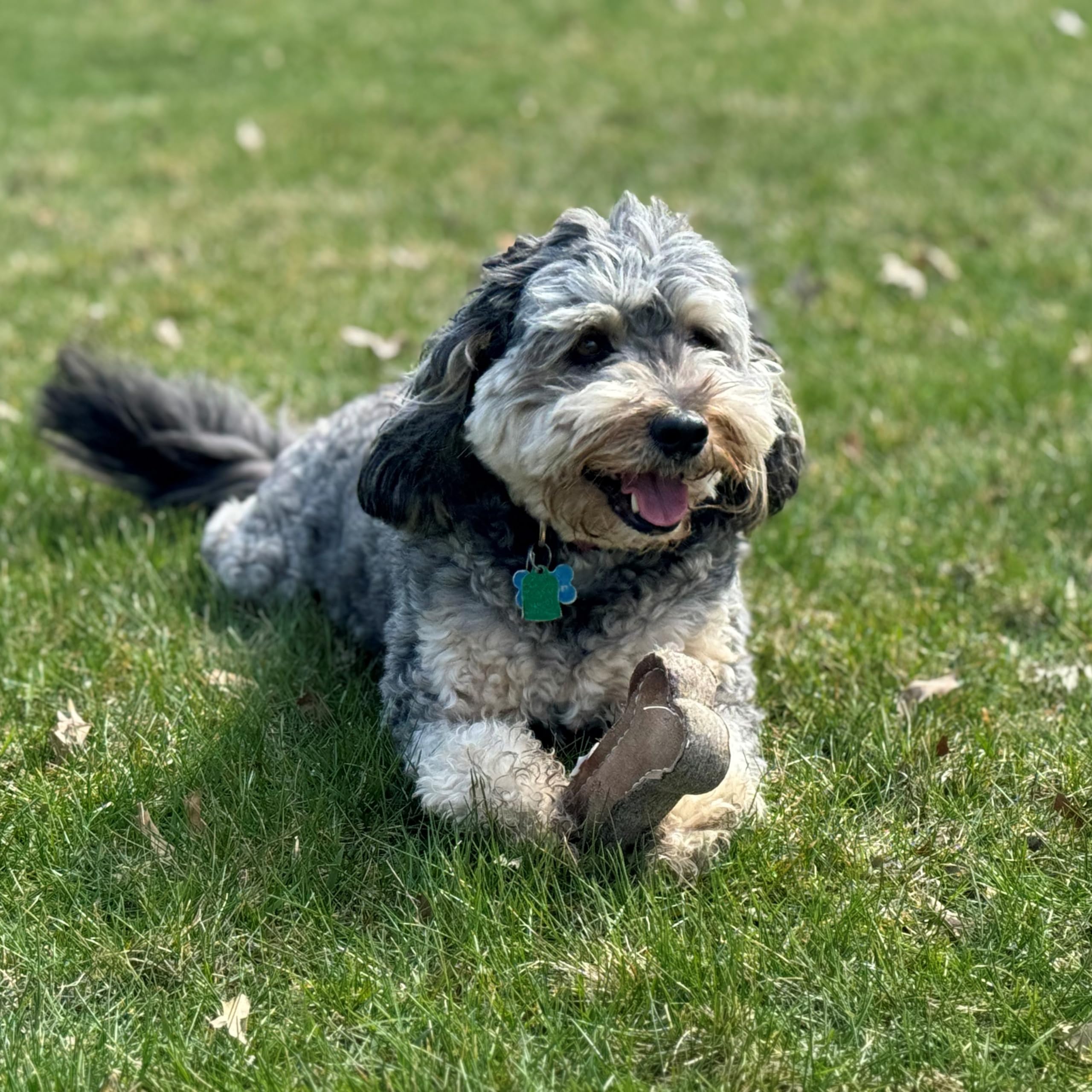 Spot Dura-Fused Chunkies- Bone - All Natural Leather And Felt Dog Toy- Durable, Long Lasting, Extra Thick Dog Chew Toy For Aggressive Chewers, Great For Adult Dogs And Teething Puppies, 6In