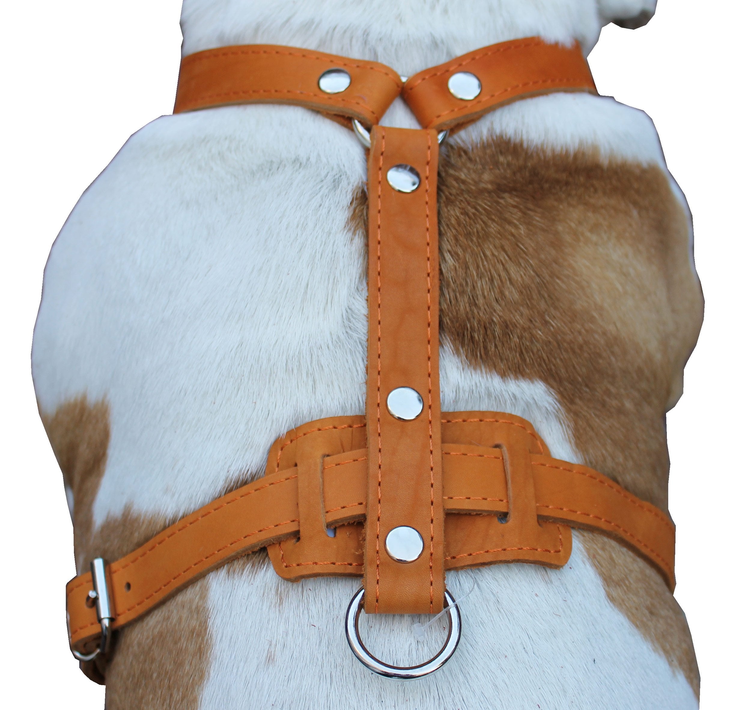 Genuine Leather Dog Harness, 29''-37'' Chest, 1'' Wide Straps, Doberman, Pitbull, Bullterrier