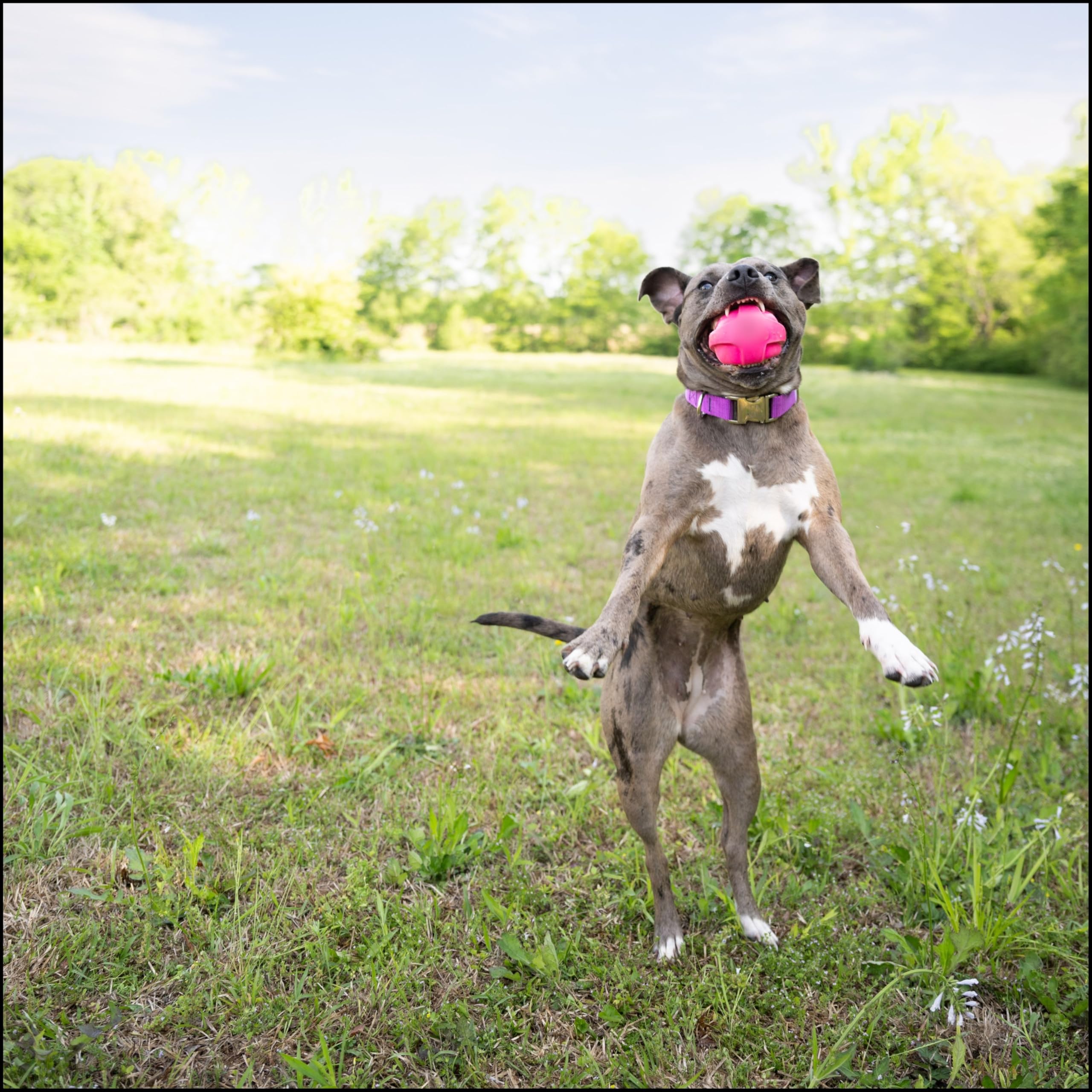 Country Brook Petz - Premium Nylon Dog Collar With Metal Buckle For Small Medium Large Breeds - Vibrant 30+ Color Selection (Med