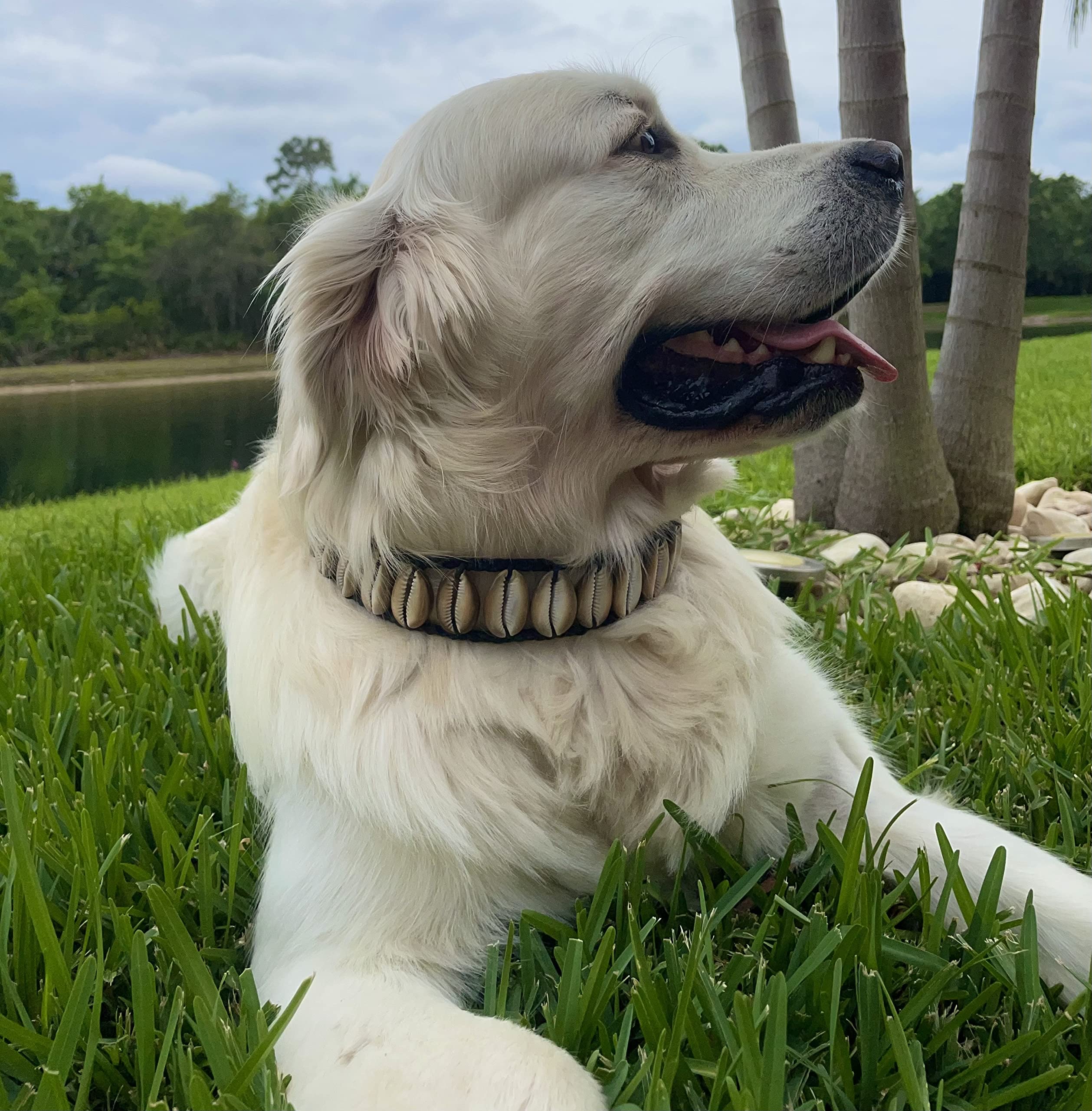 Handmade Seashell Dogcollar,Awesome Cool Origional Luxury Fun Nautical Custom Beach Themed Dog Collar