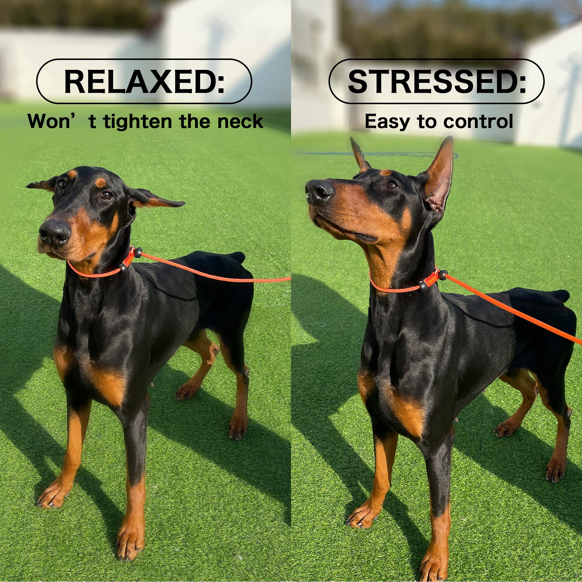 Howgo Dog Slip Lead Dog Leash,Training Leash,Cinch Leash, No-Pull Slip Leash And Collar,Heavy Duty&Durable,Padded Handle,For All Breeds,5Ft (Orange)