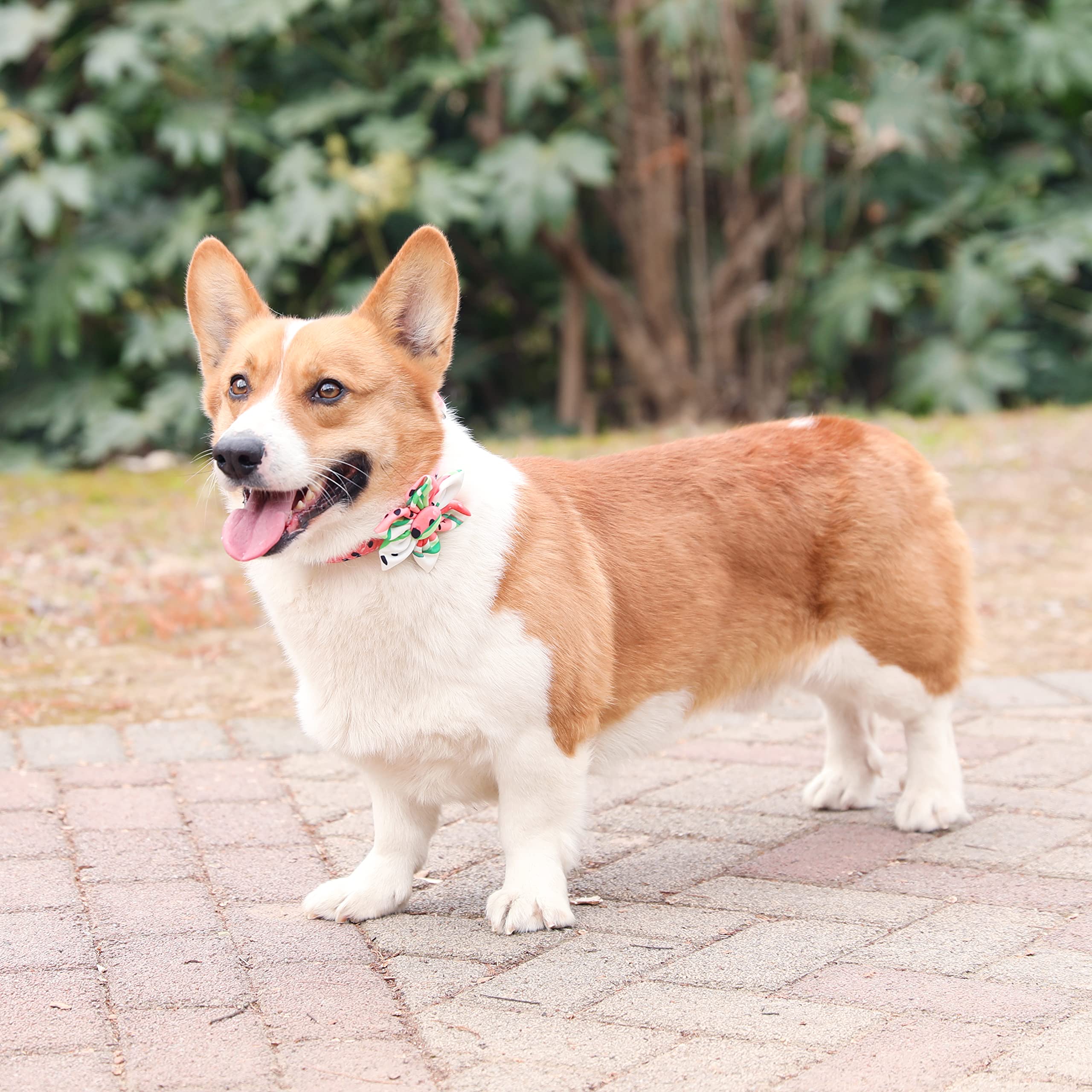 Ultra Joys Girl Dog Collars With Flower - Female Dog Collars With Comfortable Cotton Fabric In & Metal Buckle Watermelon Design