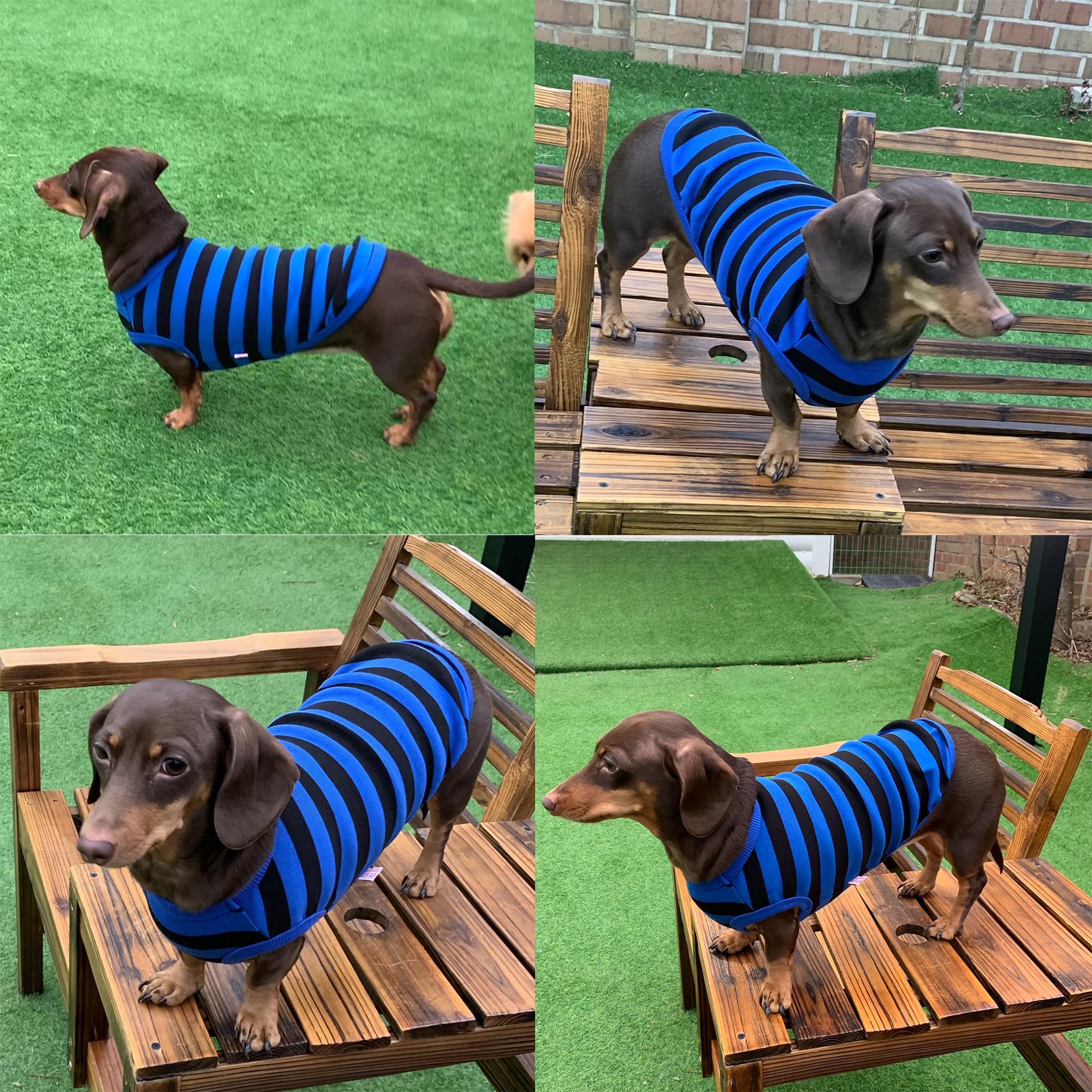 D Doggy Star Dachshund Clothes For Dogs Mini And Adults T Shirts (Xl,Stripe Blue/Black)