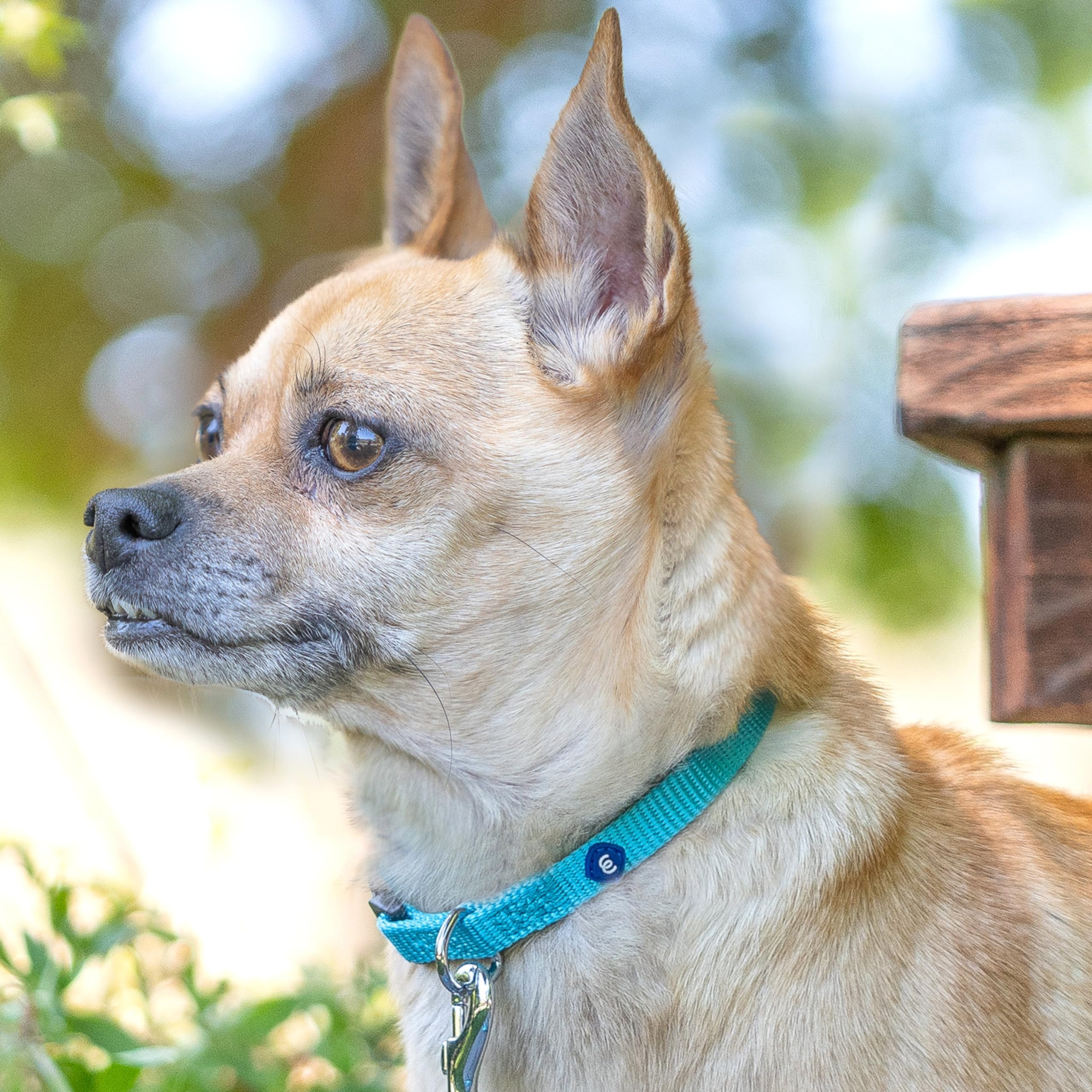 Blueberry Pet X-Small Quick Release Blazing Yellow Nylon Dog Collar For Girl, Small Dogs