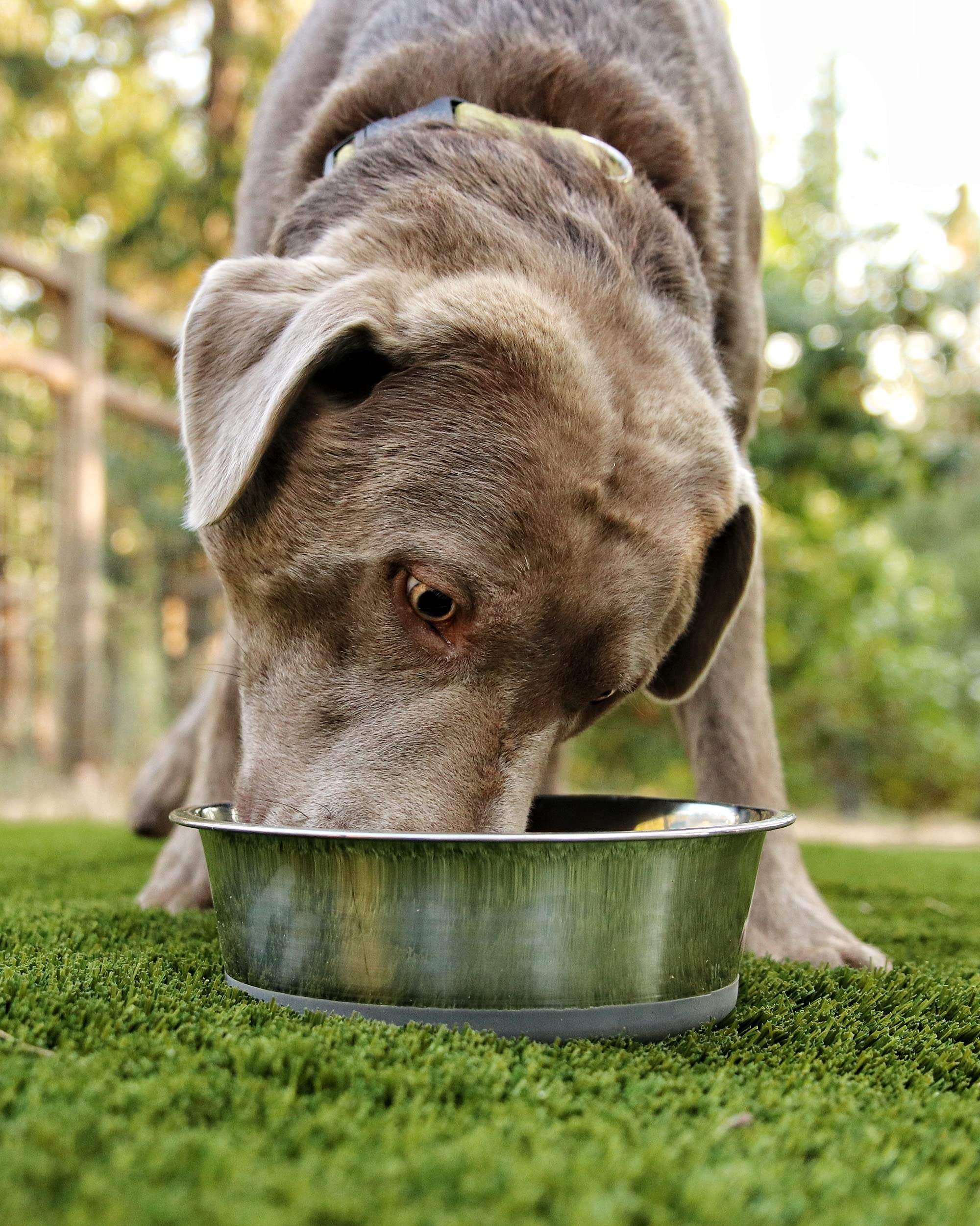 Heavybowl - 2.5 Lb Weighted Dog Bowl - No Slip, No Tip - Heavy Stainless Steel Dog Bowl With Silicone Rubber Foot