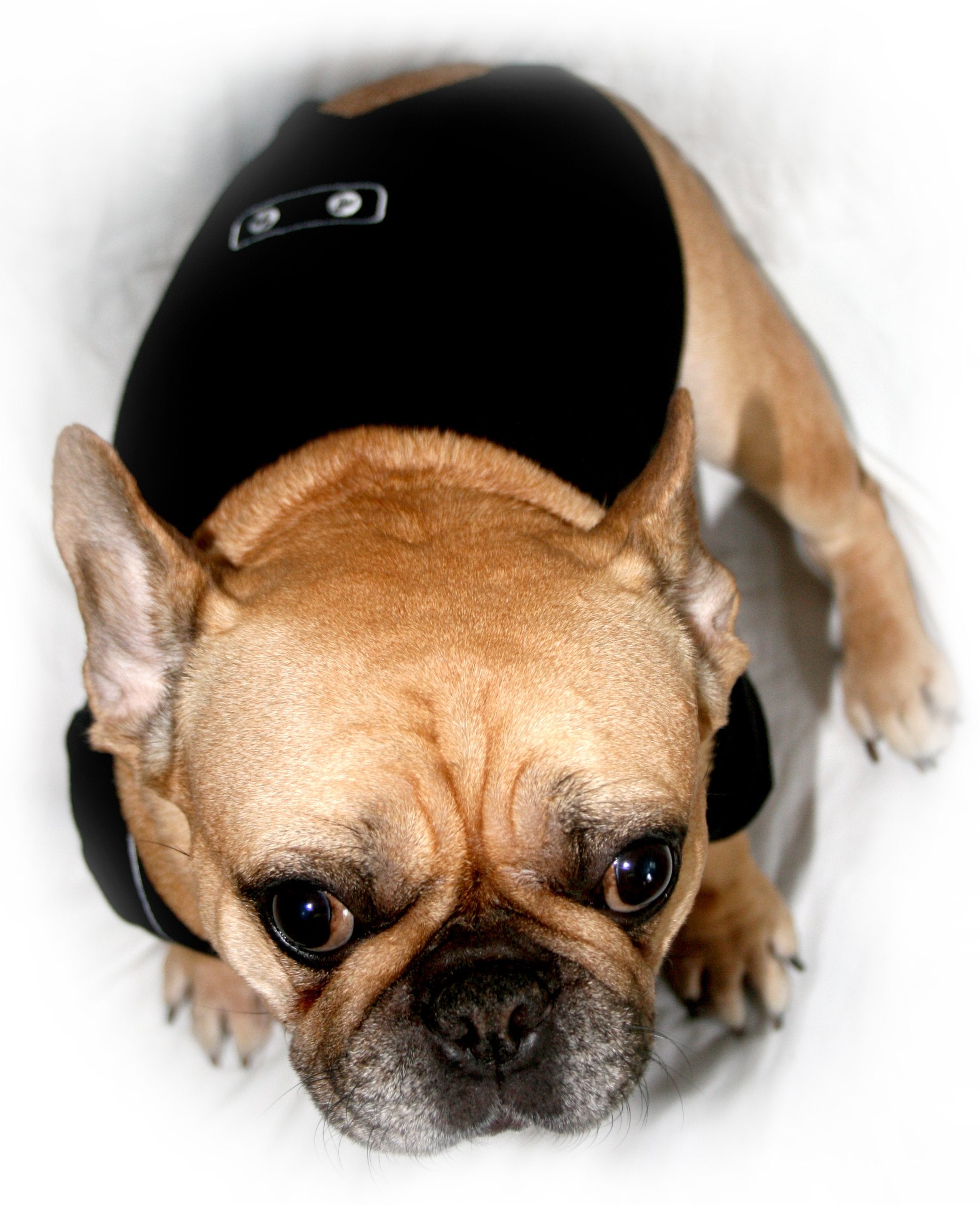 Frenchie Mini Couture Dog Tuxedo, (Medium)