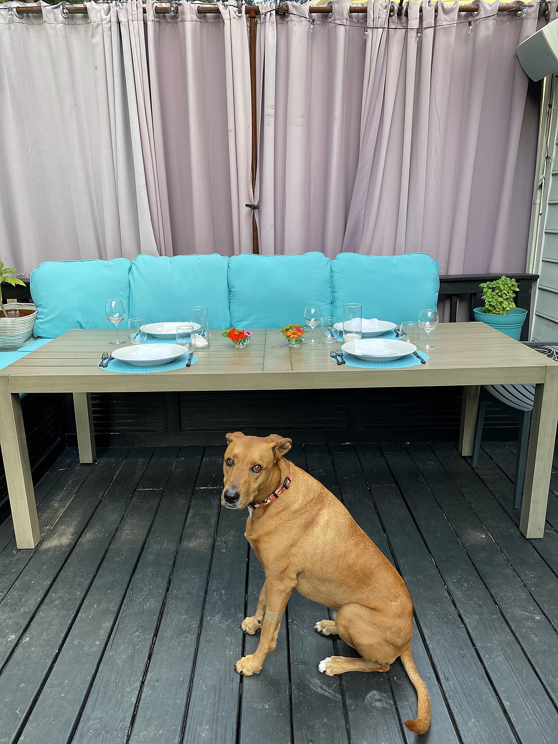 Shaka'S Salty Paws Tropical Black Dog Collar For Beach, Boating, Fishing (Medium Collar Adj. 14-20'' For Dogs 25-50 Lbs, Black F