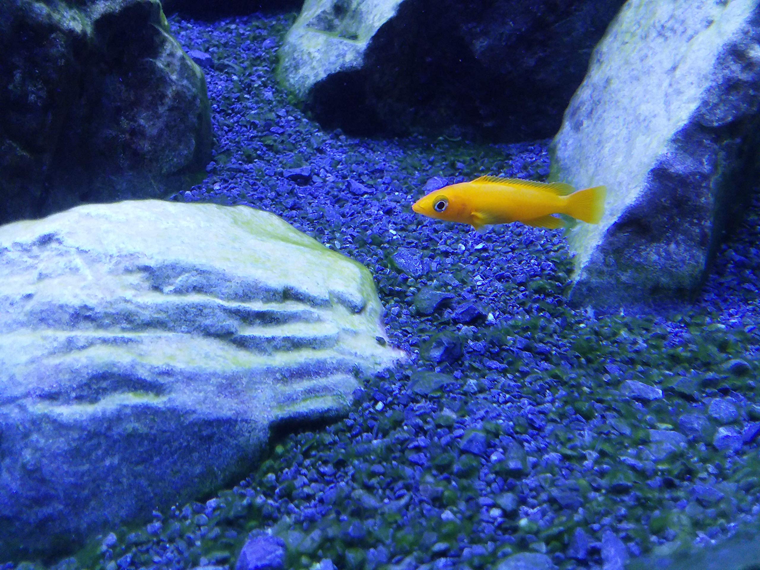 Seachem Cichlid Lake Salt - 250 g / 8.8 oz - Essential Aquarium Mineral Supplement