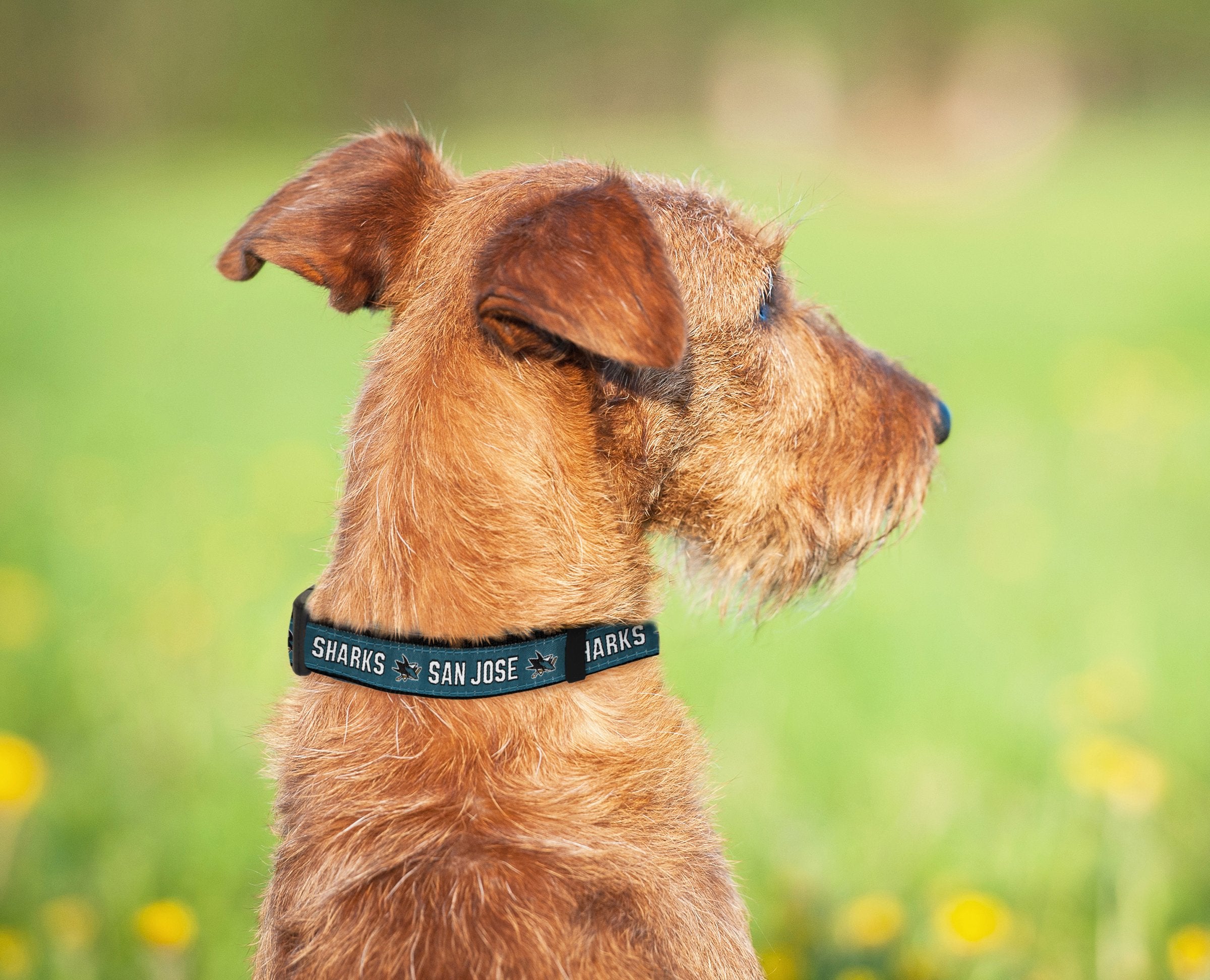 Pets First Nhl San Jose Sharks Collar For Dogs & Cats, Large. - Adjustable, Cute & Stylish! The Ultimate Hockey Fan Collar!
