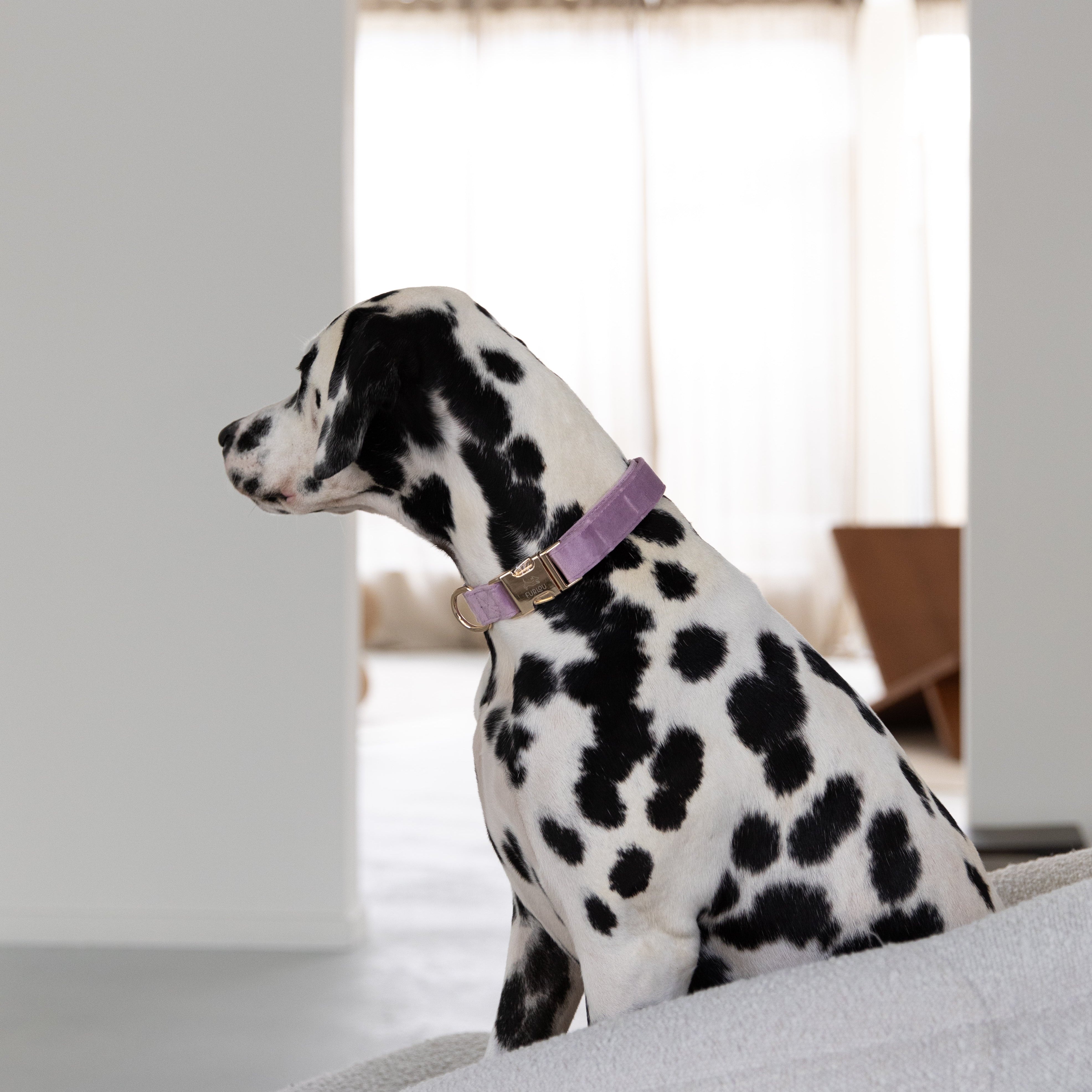 'Lilac' - Velvet Dog Collar