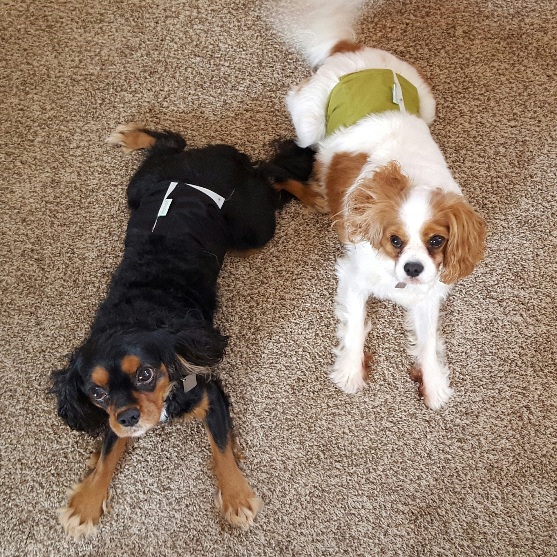 Wegreeco Washable Dog Diapers - Washable Male Dog Belly Wrap - Pack Of 3 - (Black,Blue,Olive,Medium)