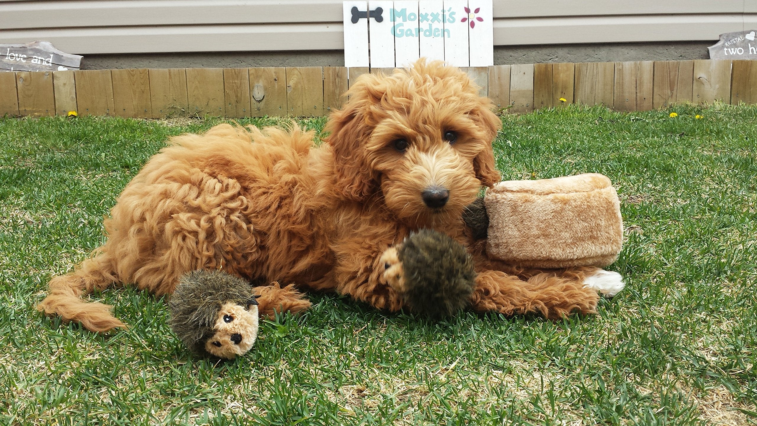 Zippypaws Burrow - Interactive Dog Toys For Boredom - Hide And Seek Dog Toys, Colorful Squeaky Dog Toys For Small & Medium Dogs, Plush Dog Puzzles - Hedgehog Den