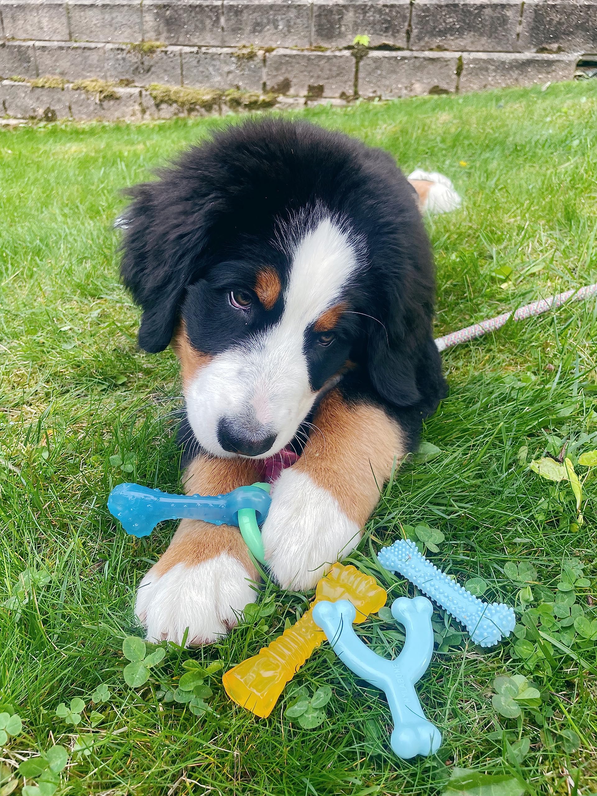 Nylabone New Puppy Chew Toy Bundle, Toys for Teething Puppies, Chicken & Bacon Flavors, Blue, X-Small - Up to 15 lbs, 4 Pack