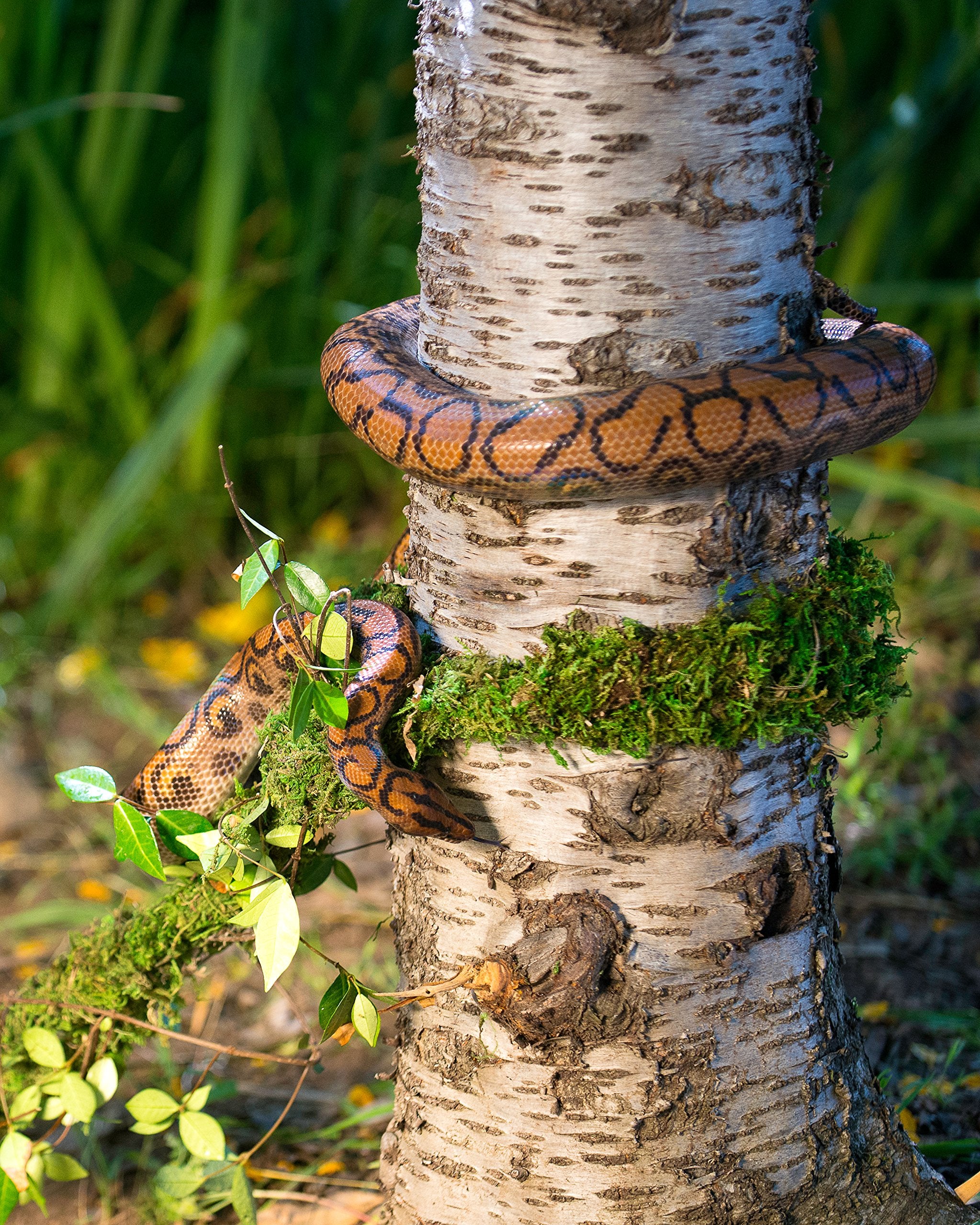 Supermoss Galápagos (05266) Mossvine, Real Moss Vine, 12Ft, Green